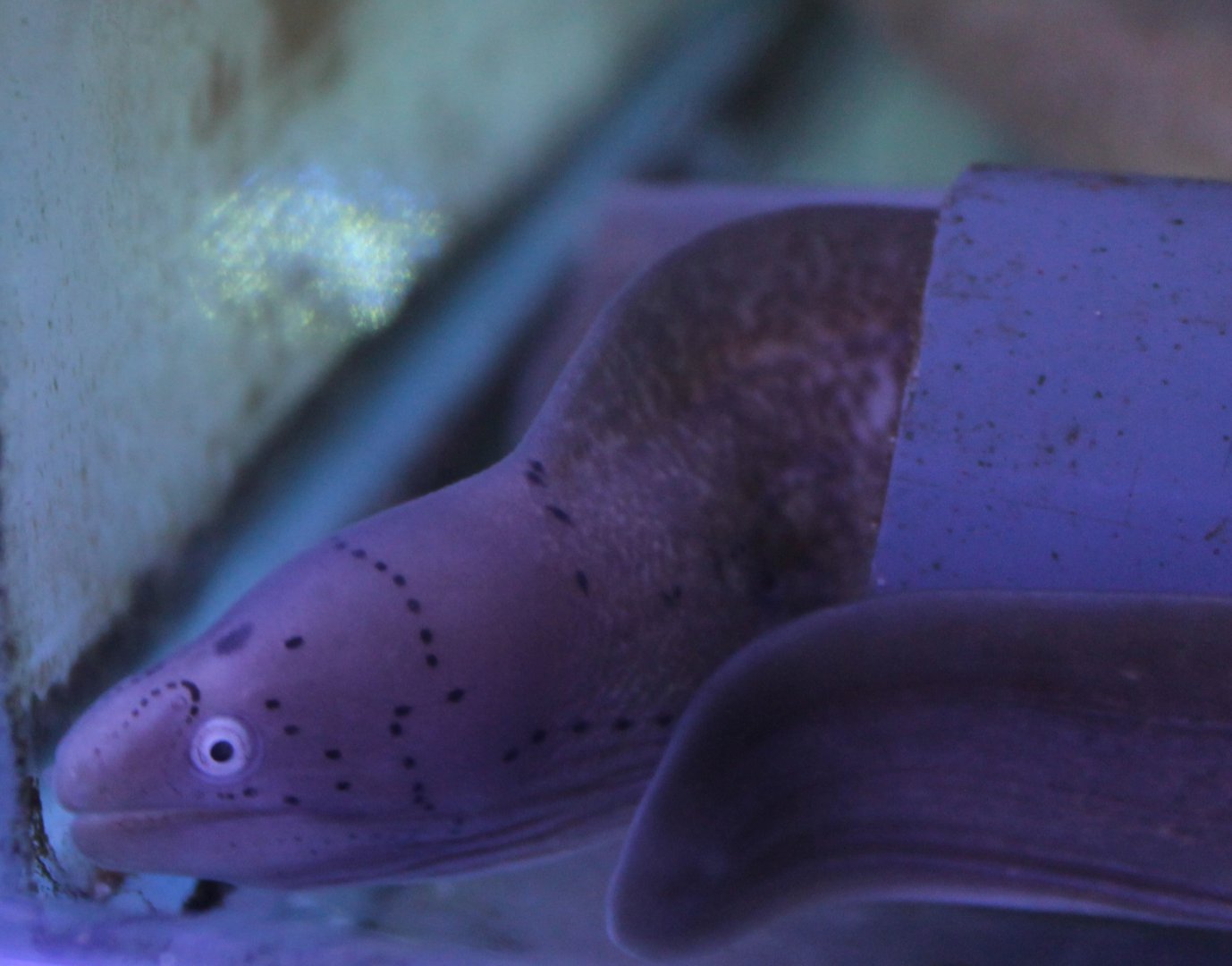 Moray-eel ID