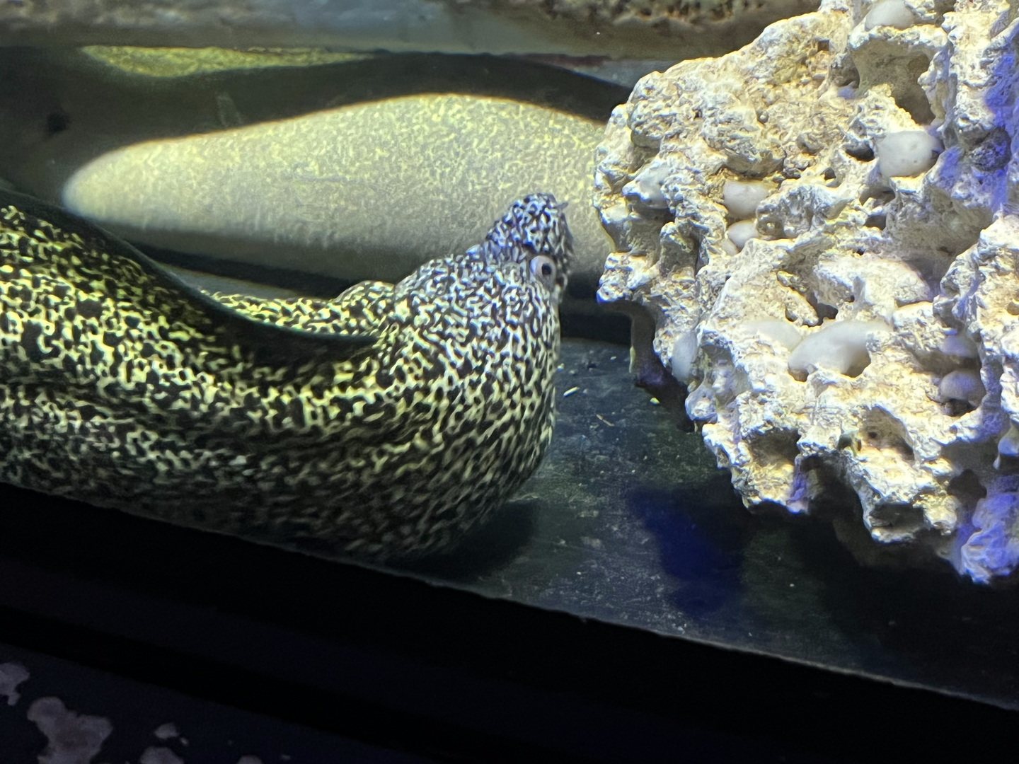 Moray eel ID?