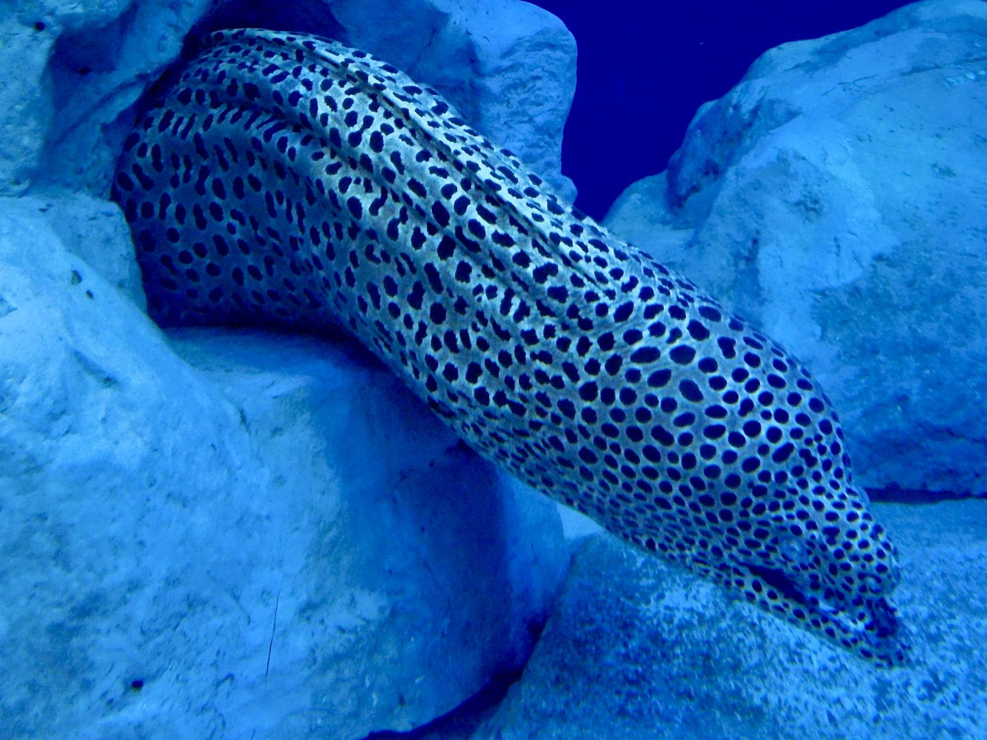 Moray Eel ID