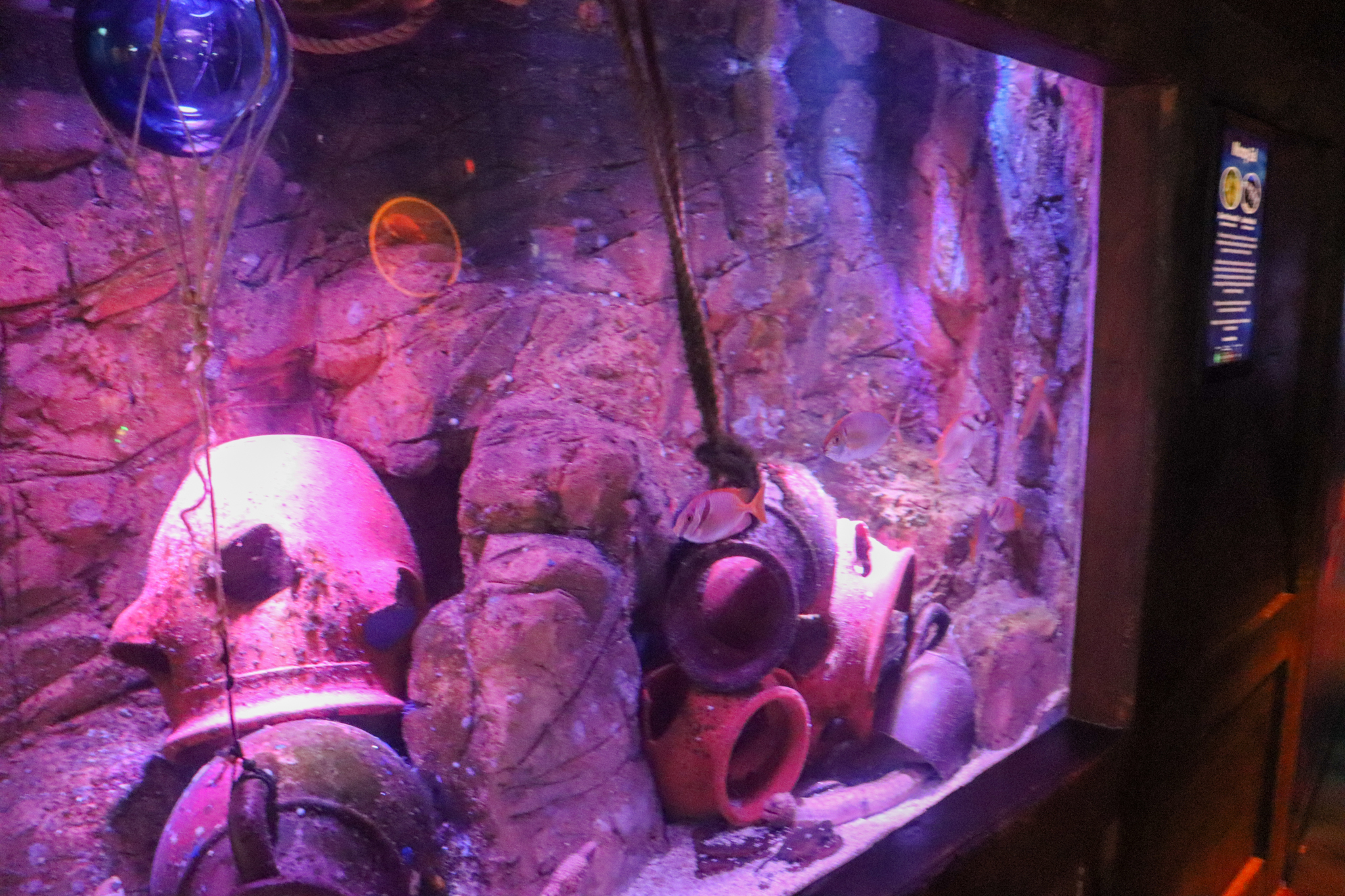 Moray Eel/Rabbitfish Tank - Coastal Wreck