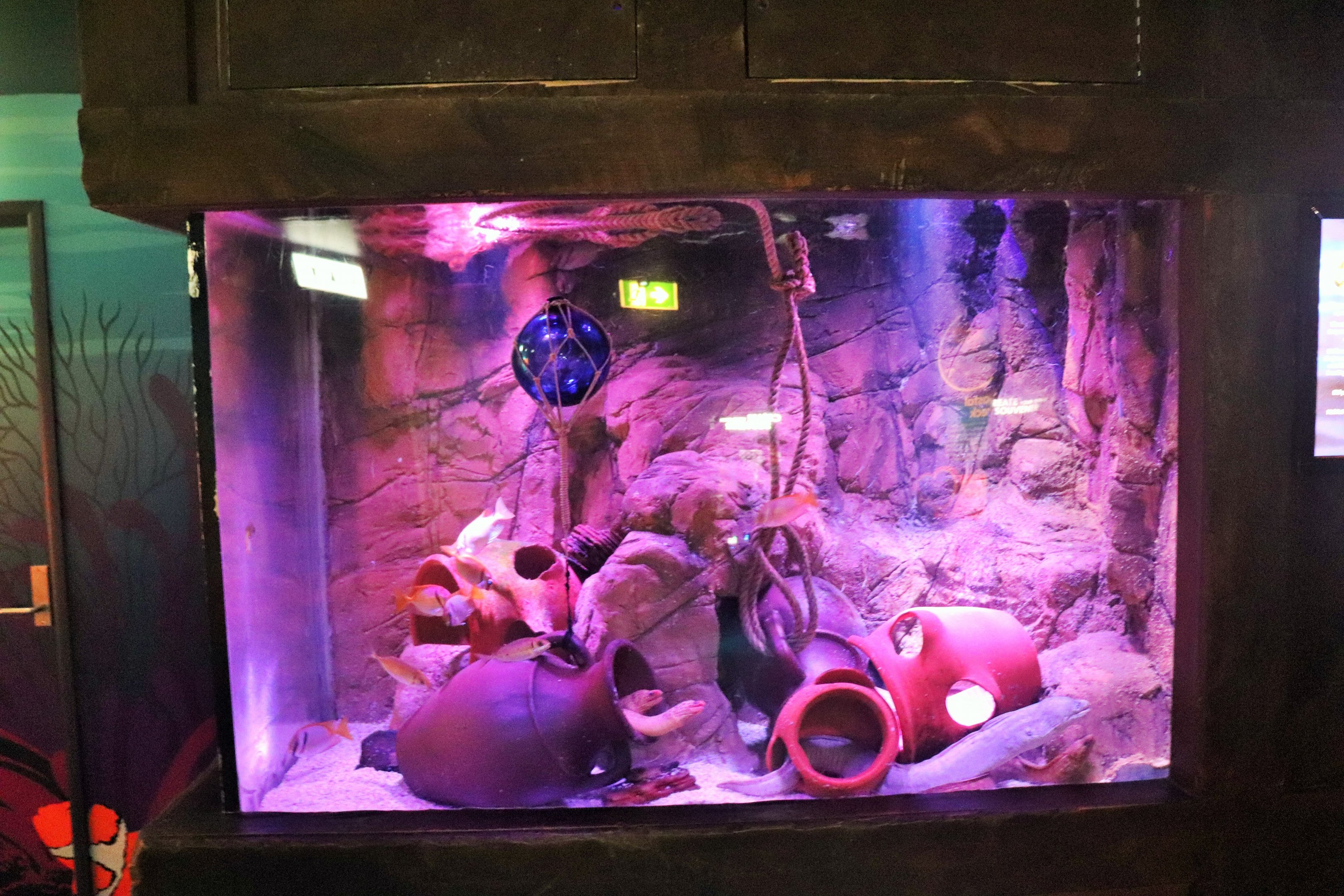 Moray Eel/ Rabbitfish Tank