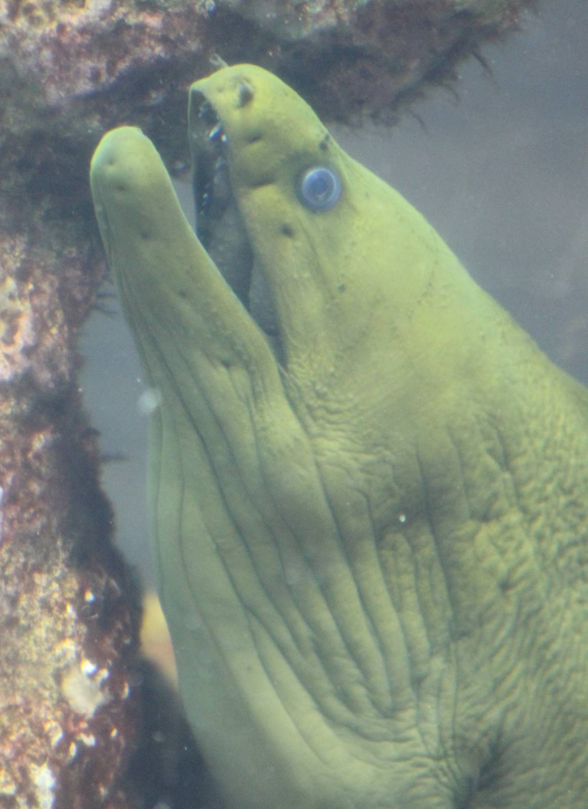 Moray eel species