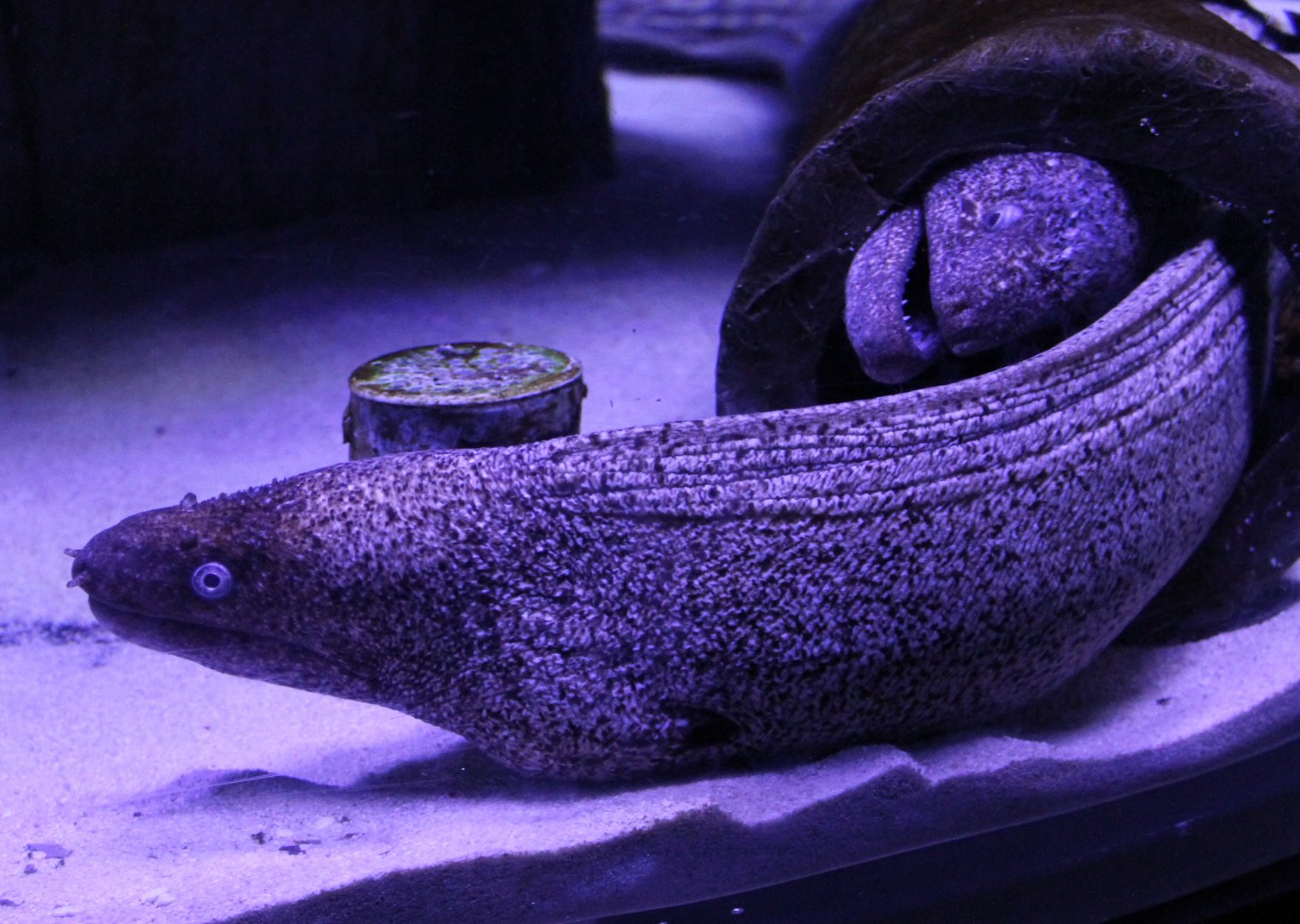 Moray-eel species