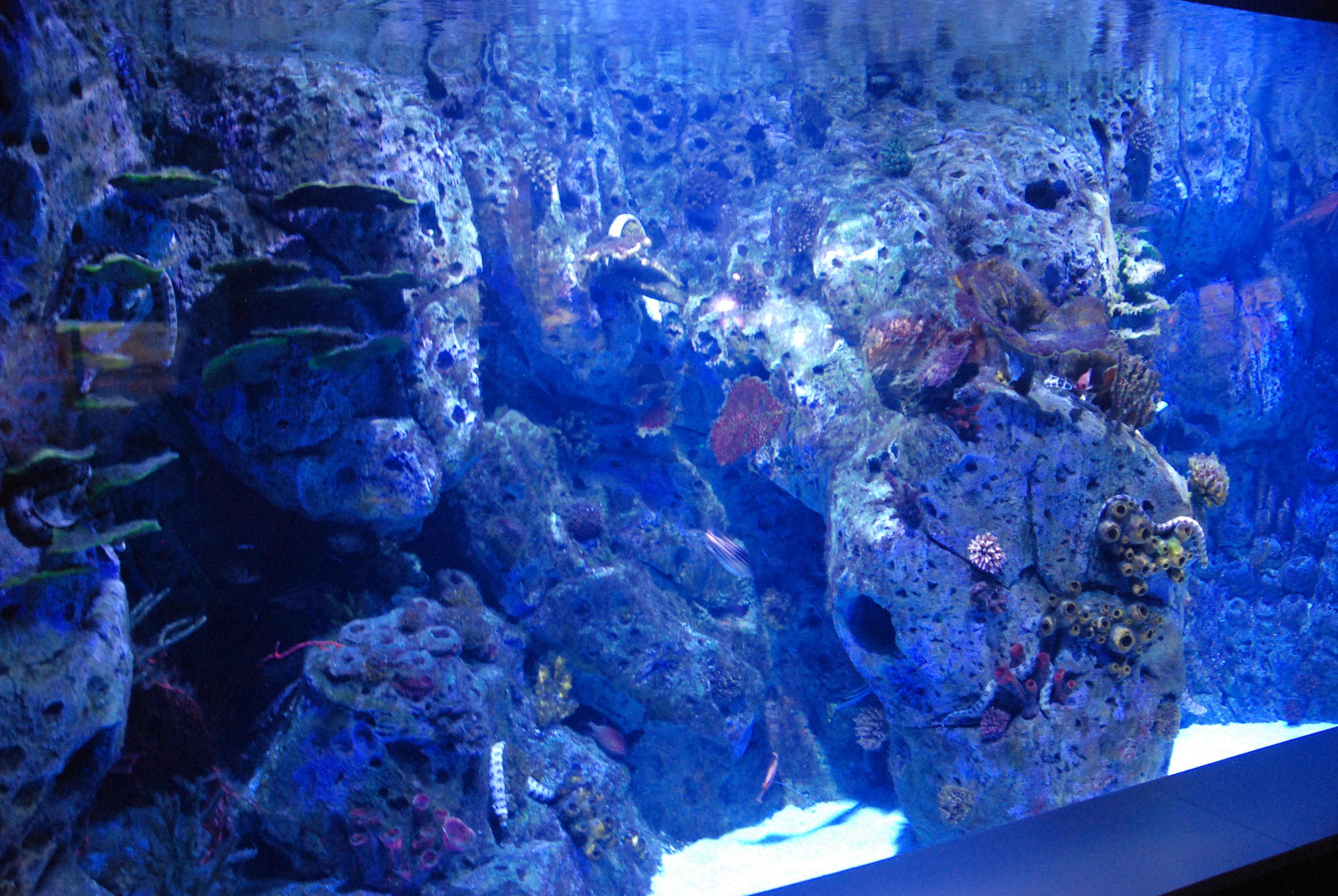 Moray Eel Tank at Atlantis Aquarium Madrid, 20th May 2022