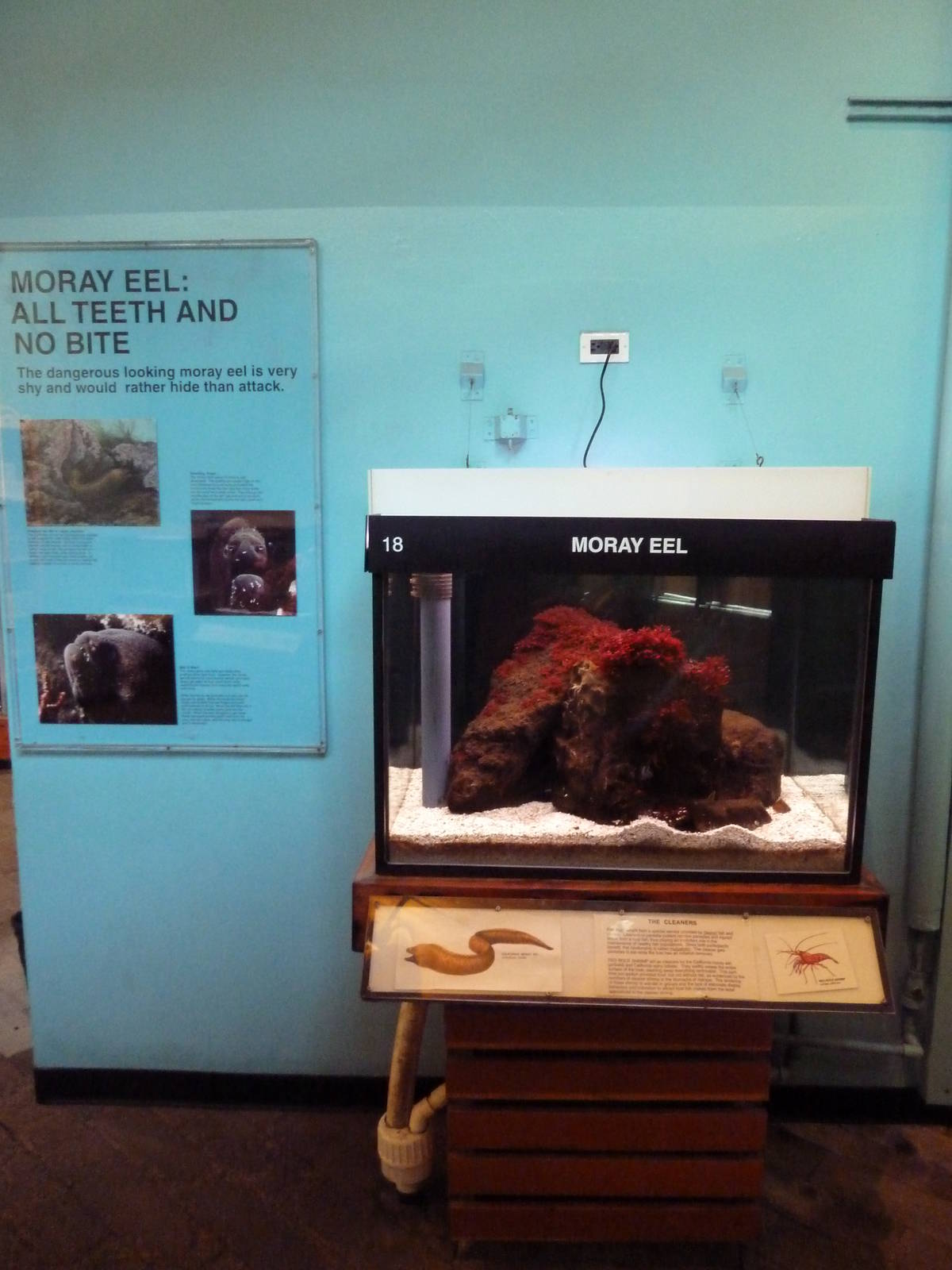 Moray Eel Tank