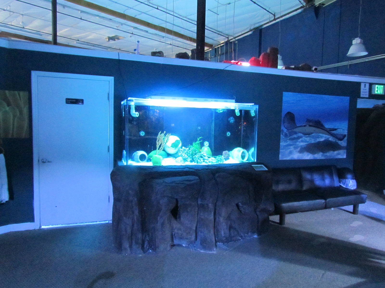 Moray Eel Tank