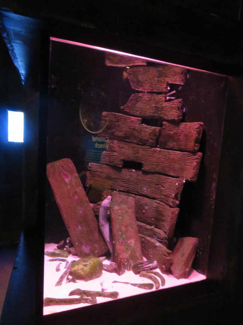 Moray Eel Tank