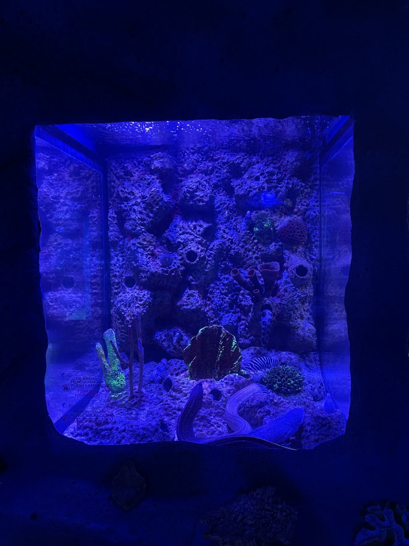 moray eel tank