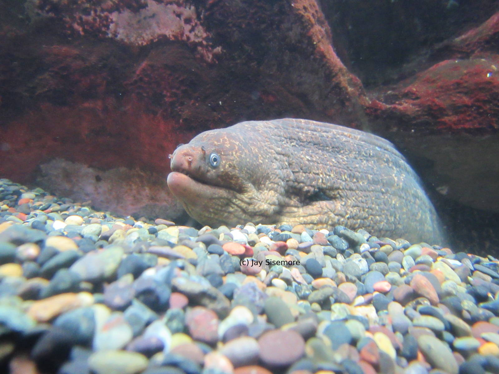 Moray Eel