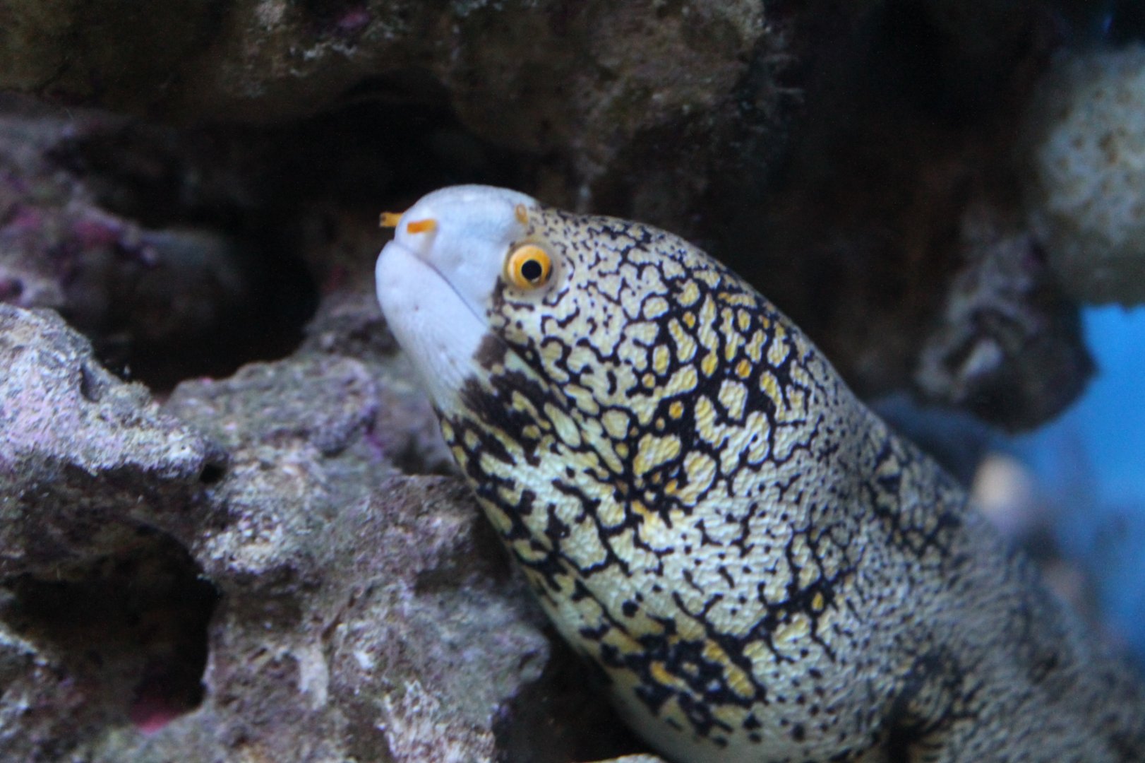 Moray Eel
