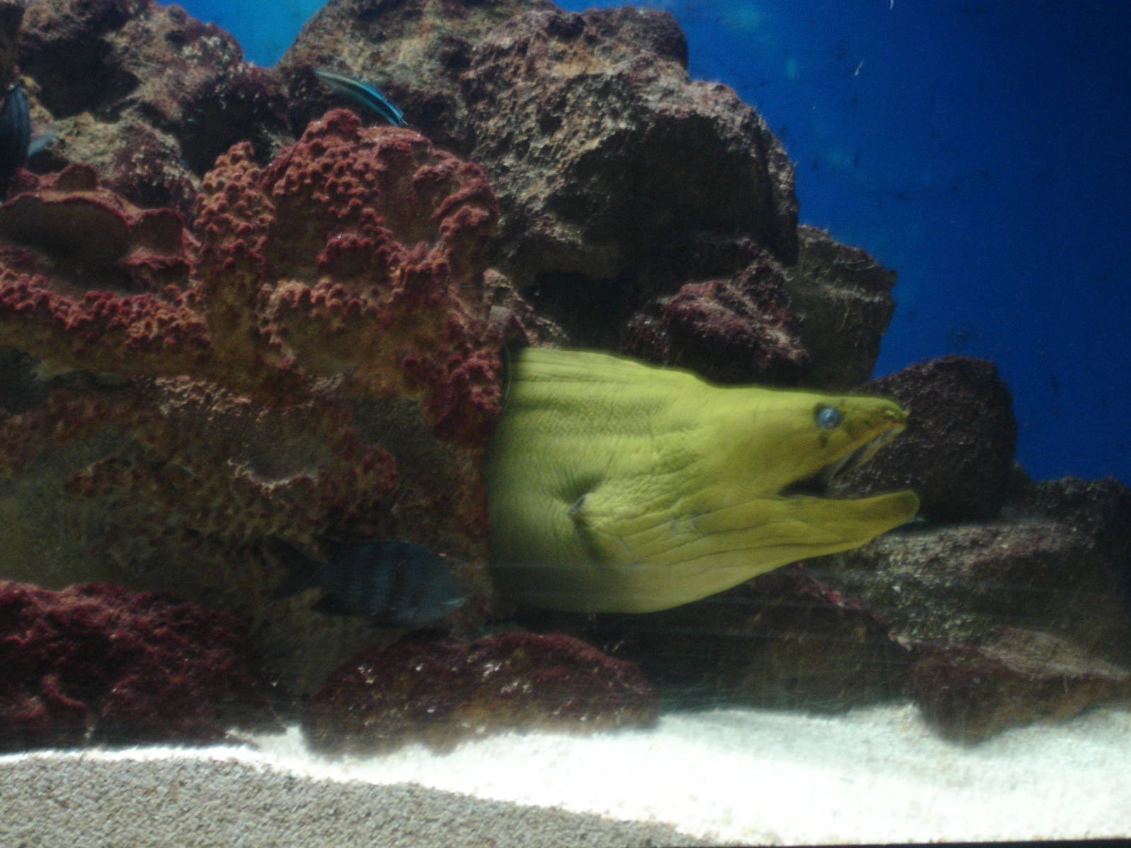 Moray Eel