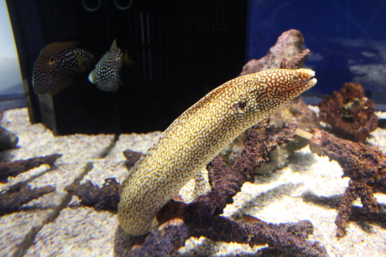 Moray eel