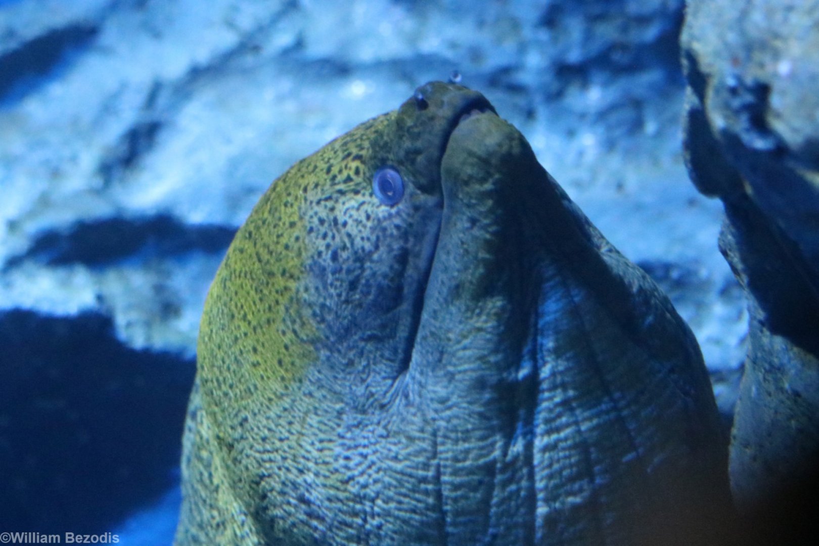 Moray Eel