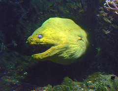 Moray eel