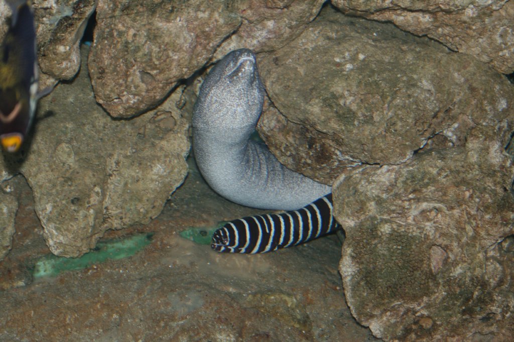 Moray Eel