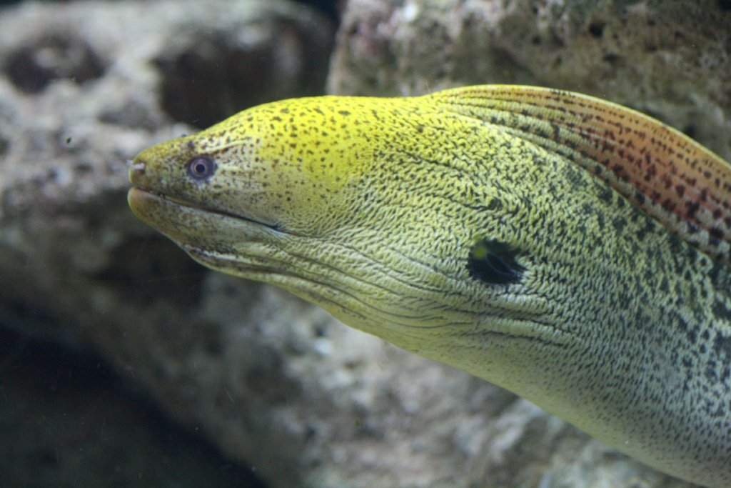 Moray Eel