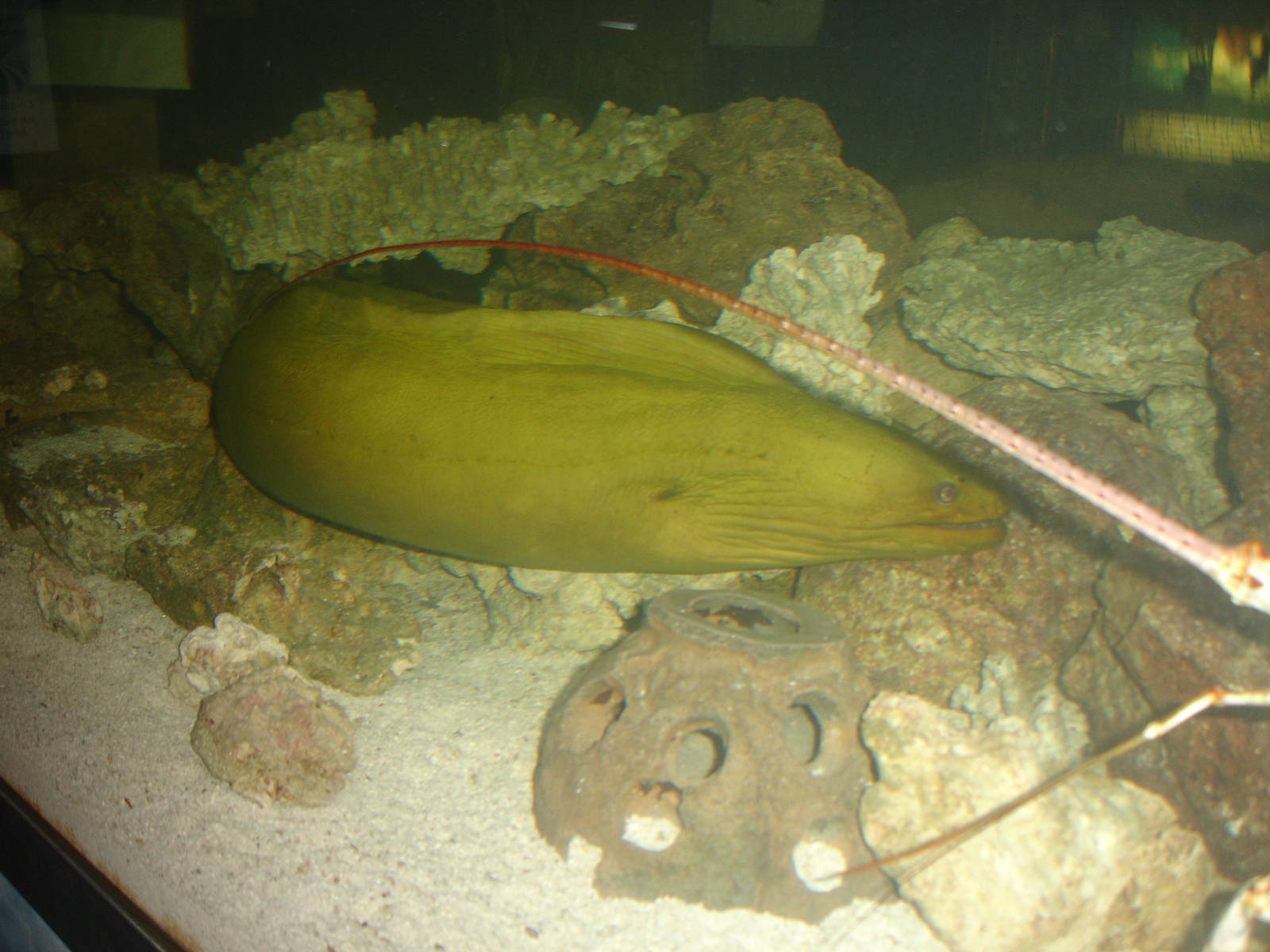 Moray Eel