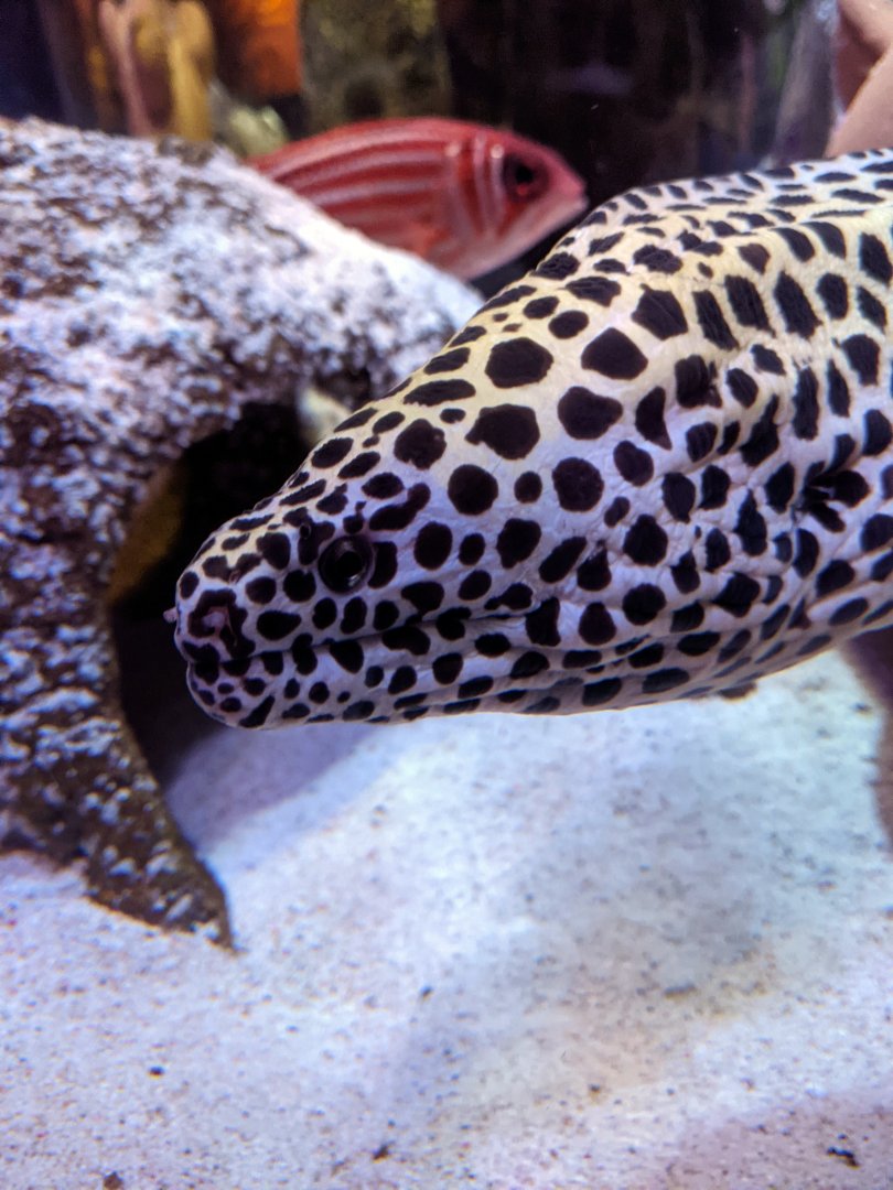 Moray Eel