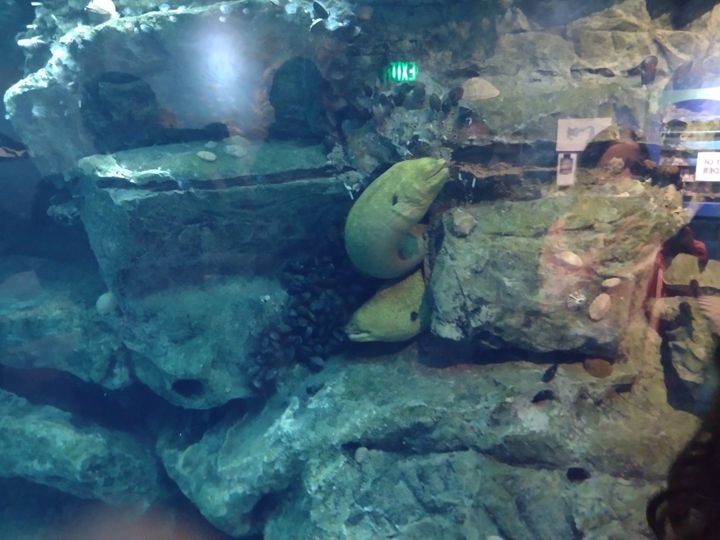 Moray eel