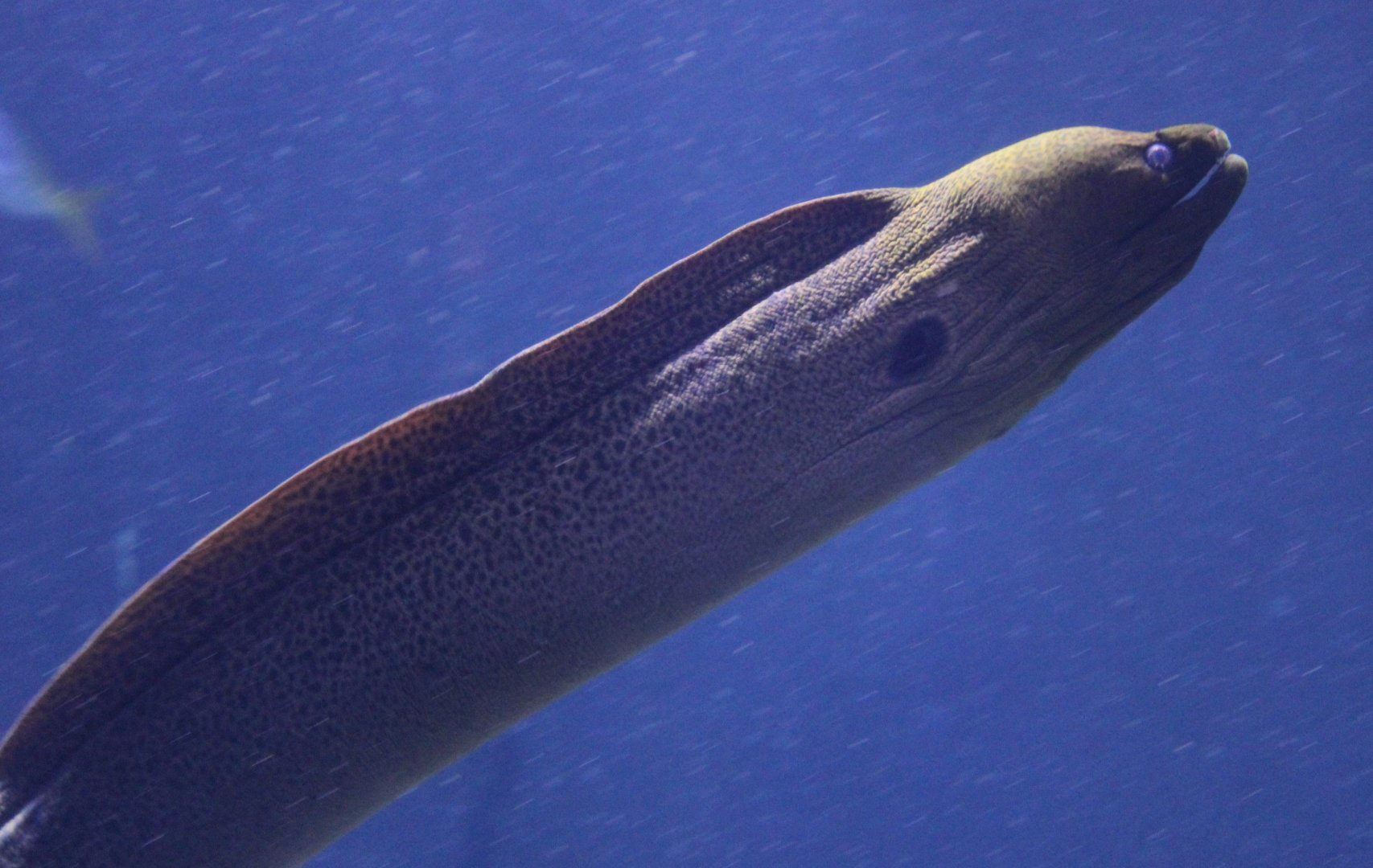 Moray eel