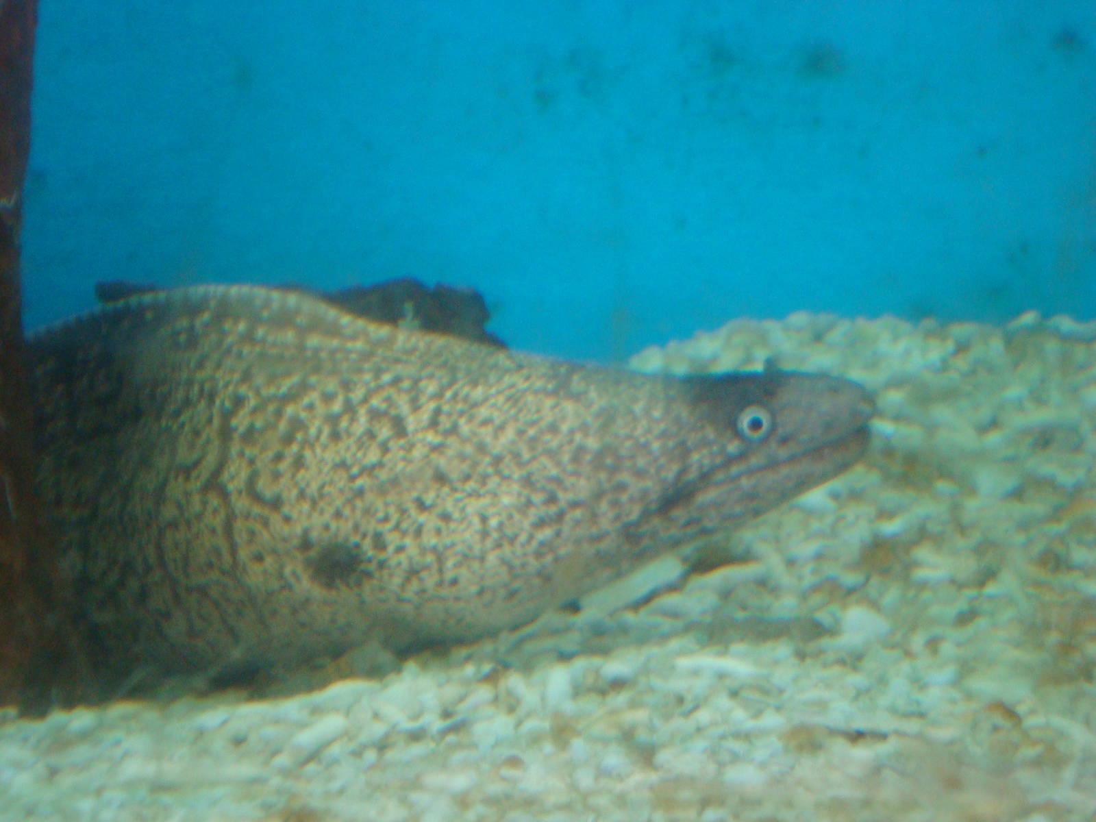 Moray eel