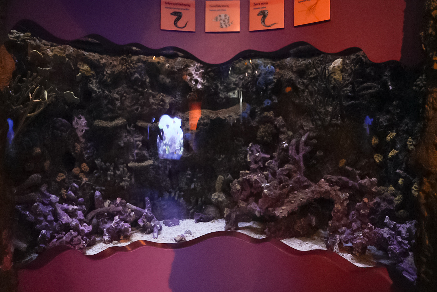 Moray Eels exhibit (final look)