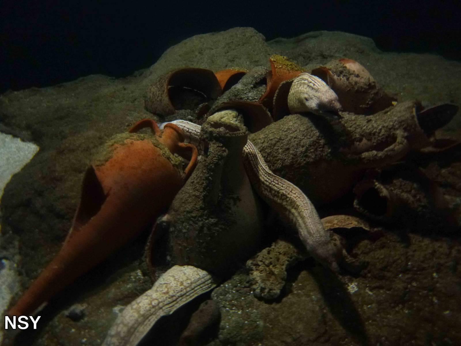 Moray eels, June 2013.