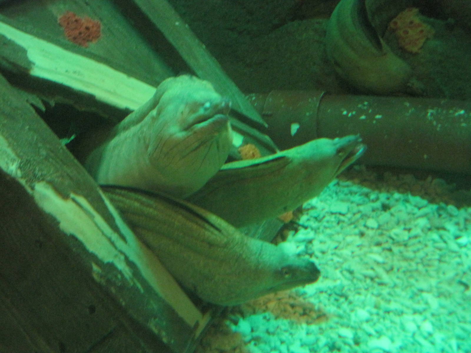 Moray Eels