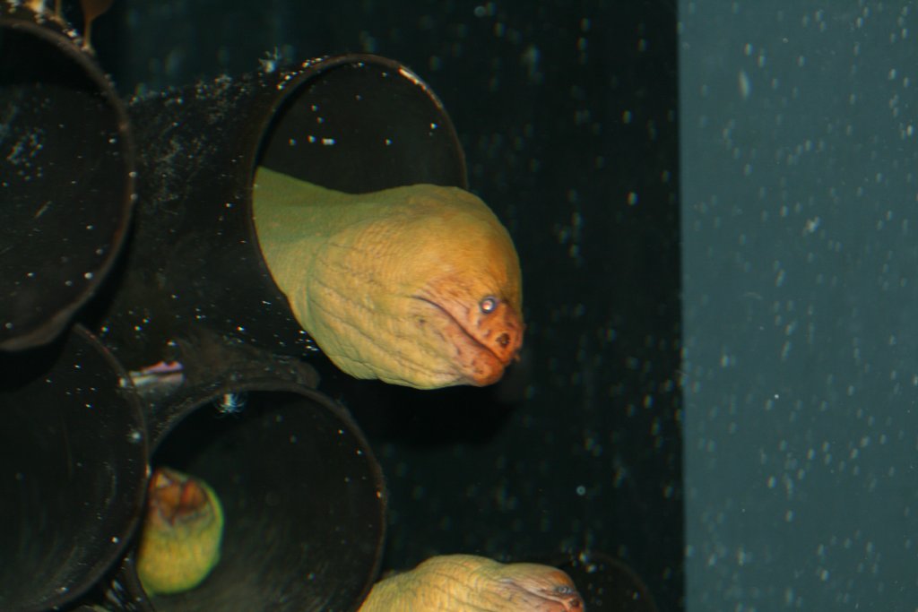 Moray Eels