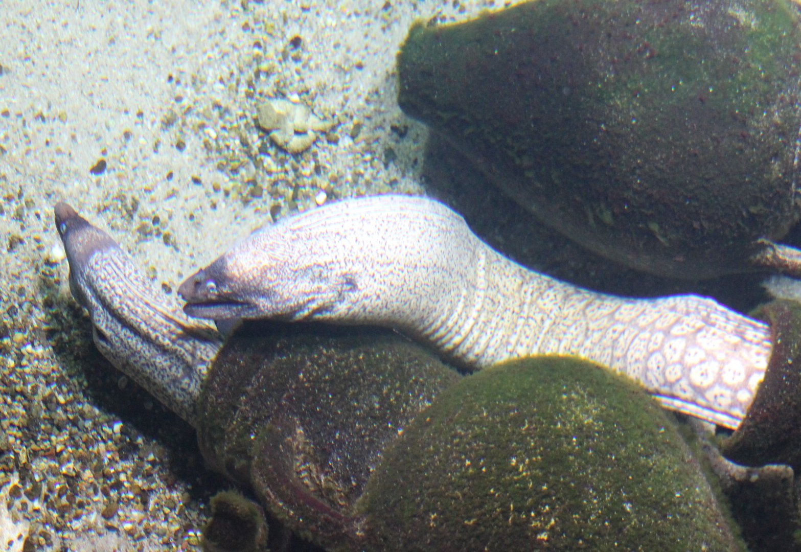 Moray eels