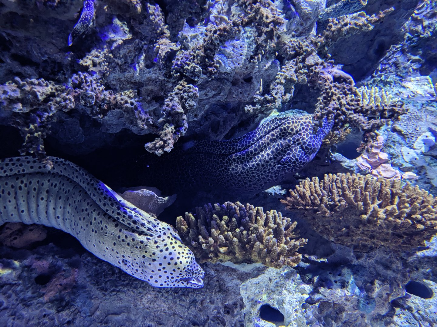 Moray Eels