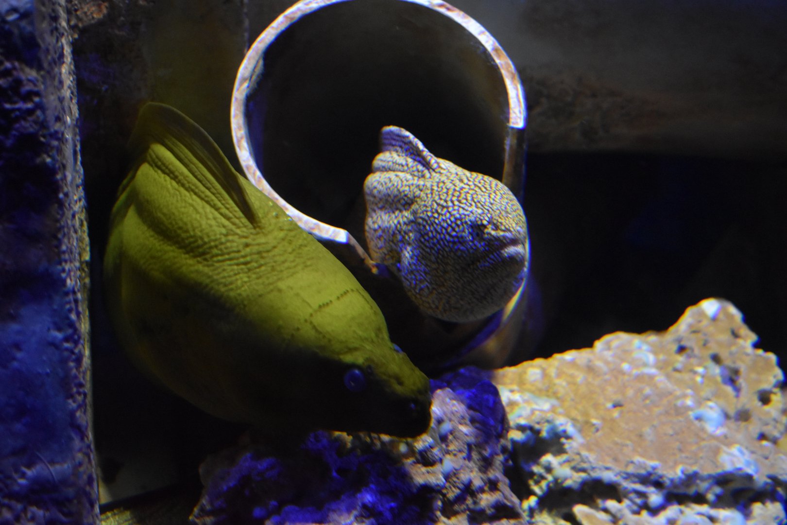 Moray Eels
