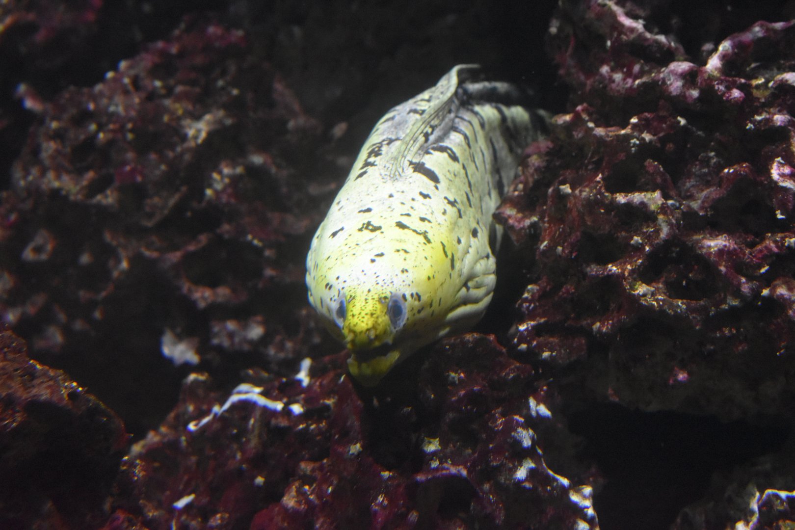 Moray ID - Henry Doorly Zoo