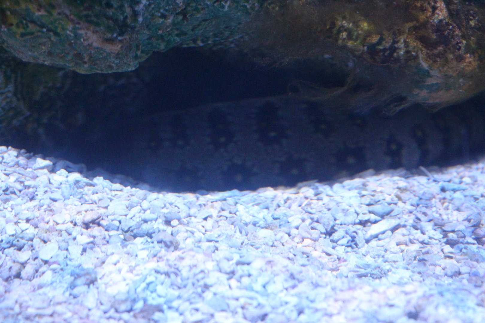 Moray ID?