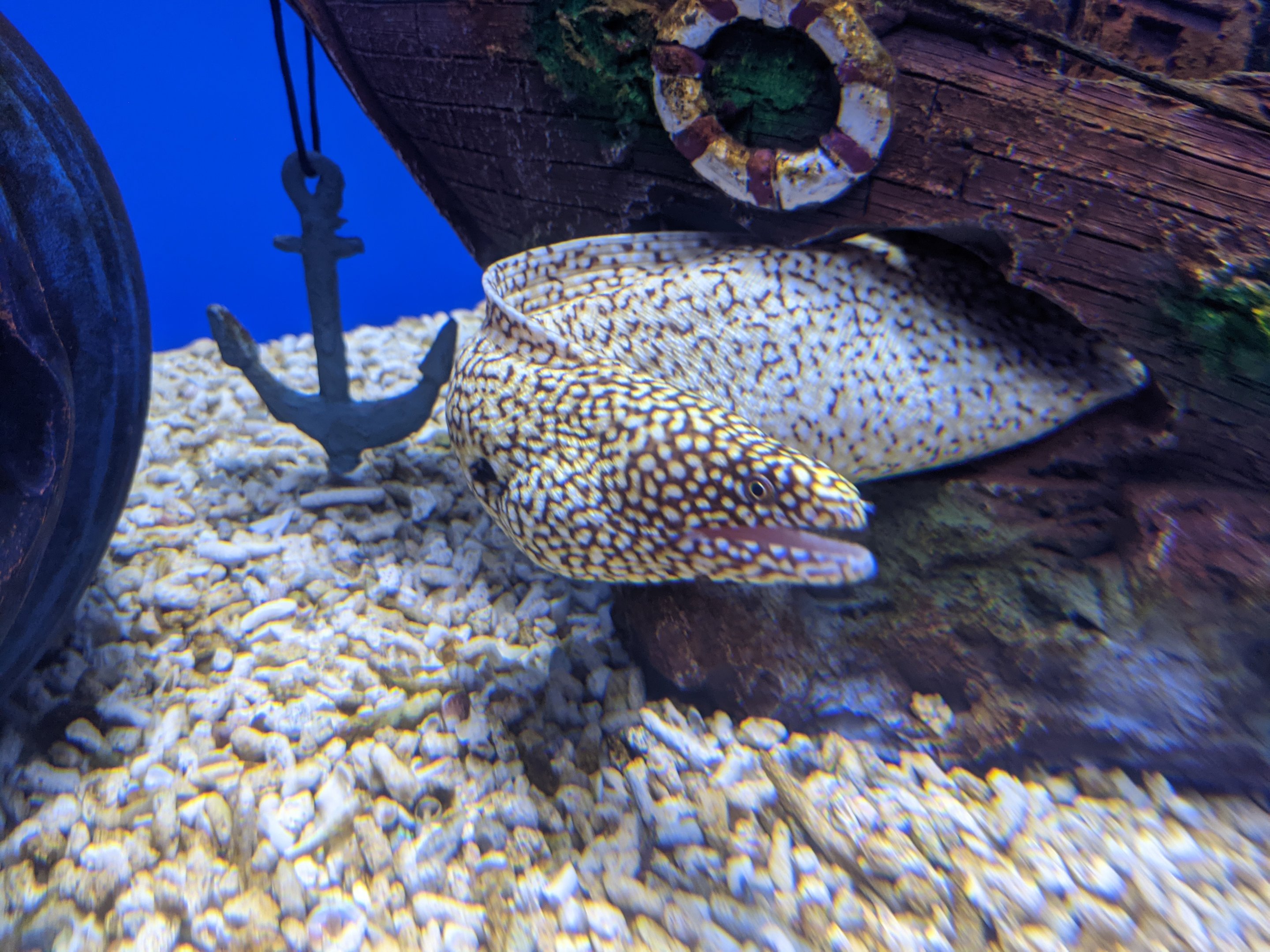 Moray - Ocean World (Guangzhou)