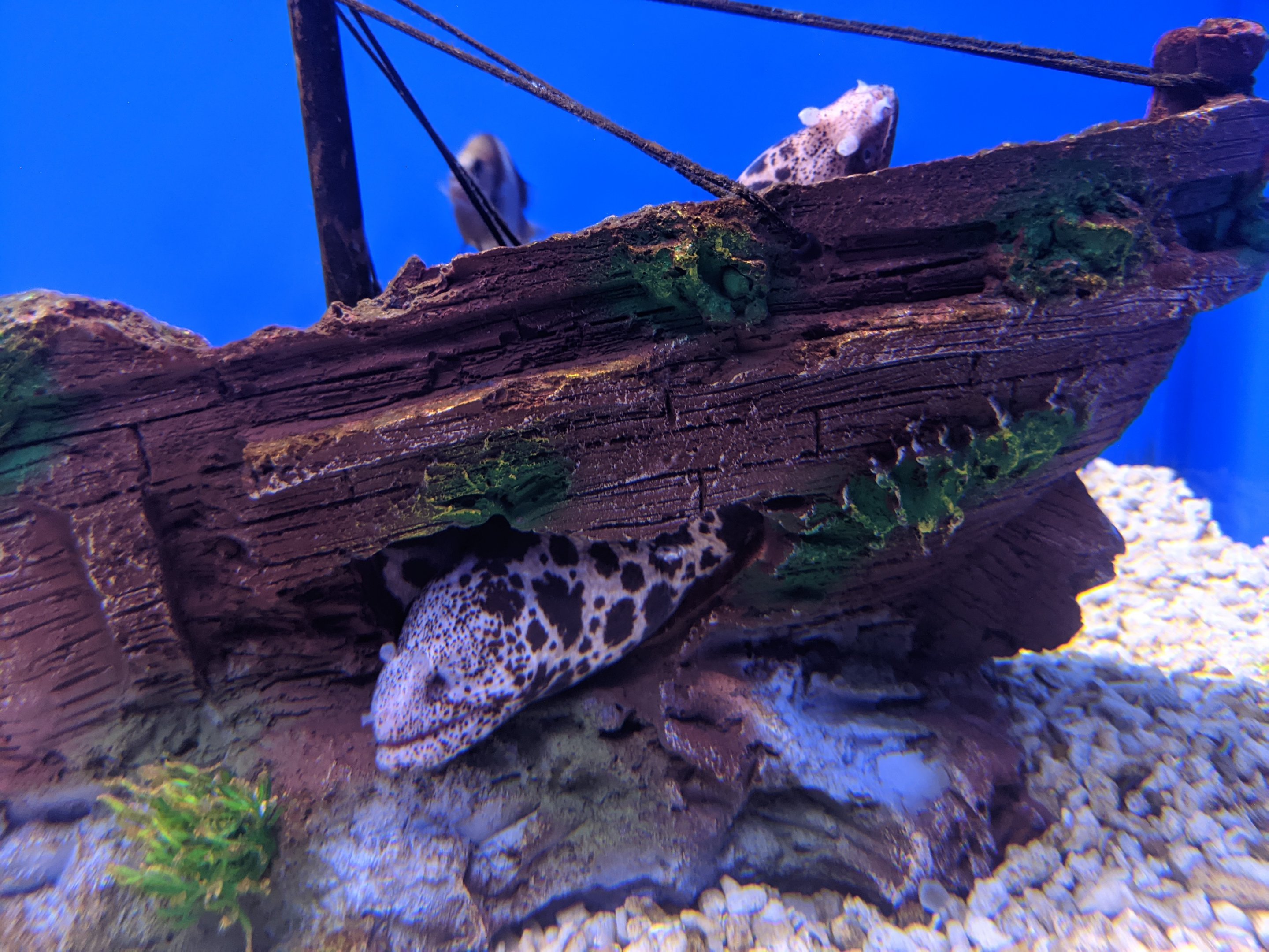 Moray - Ocean World (Guangzhou)