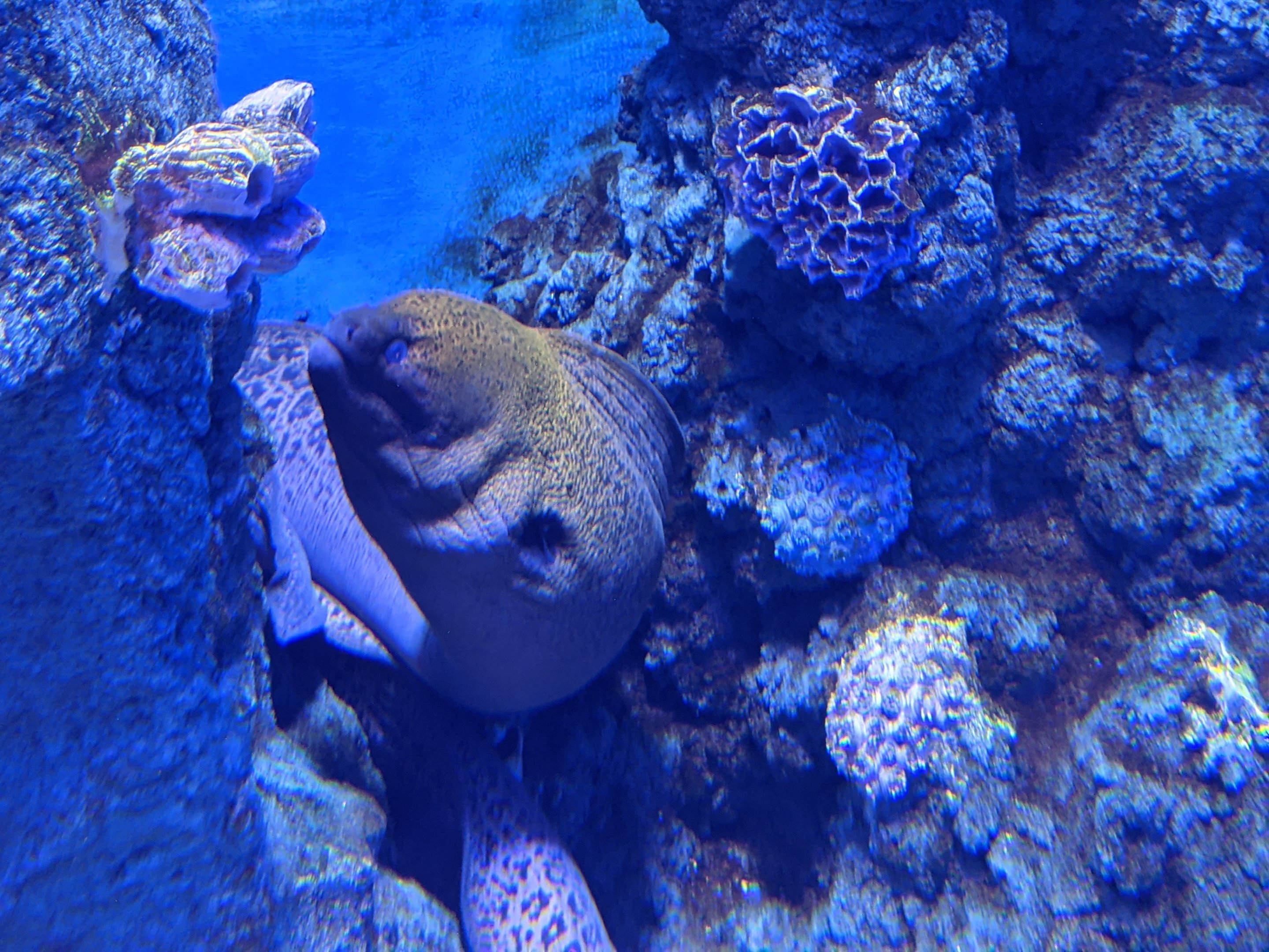 Moray - Ocean World (Guangzhou)