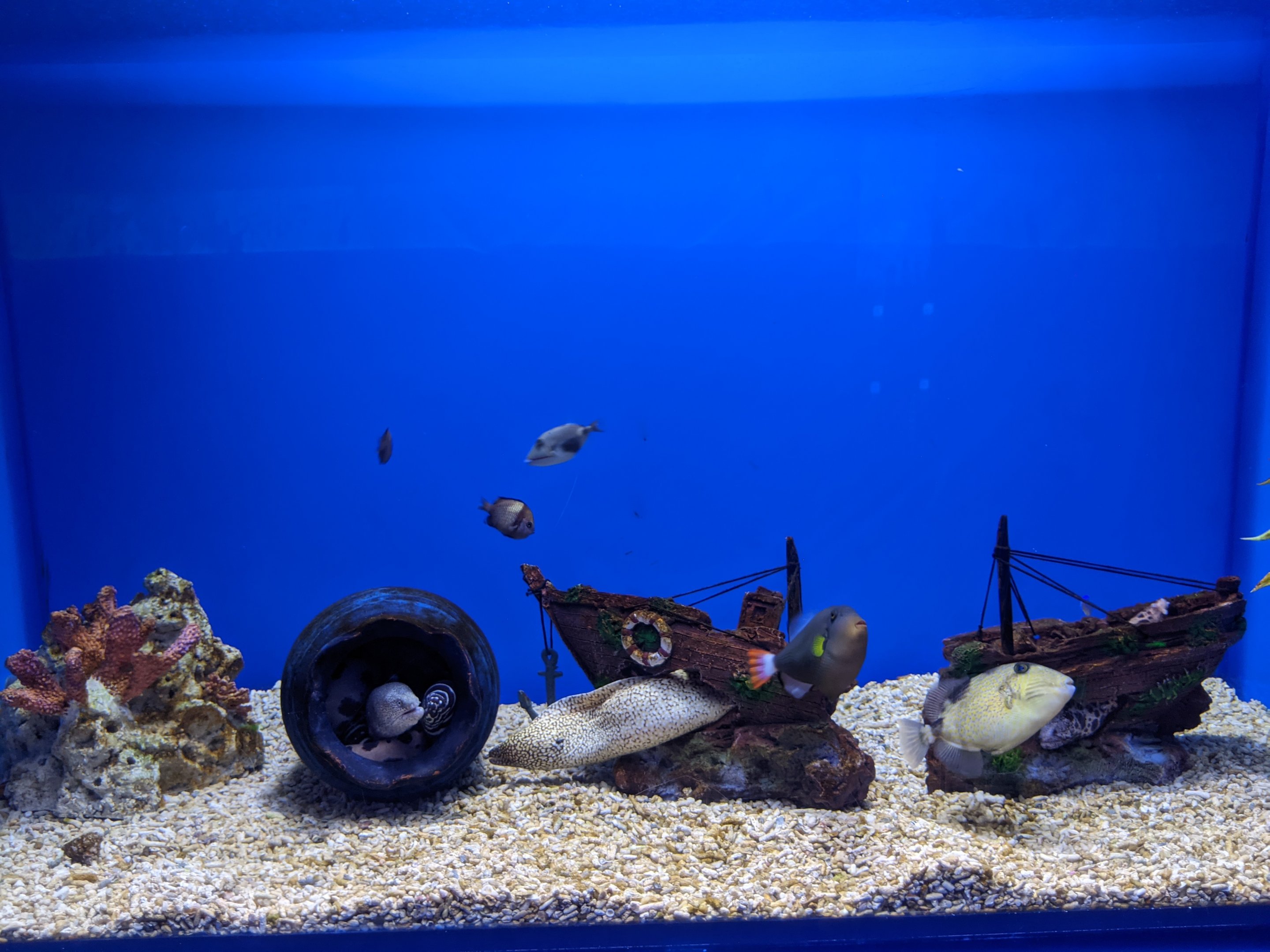 Moray tank - Ocean World (Guangzhou)