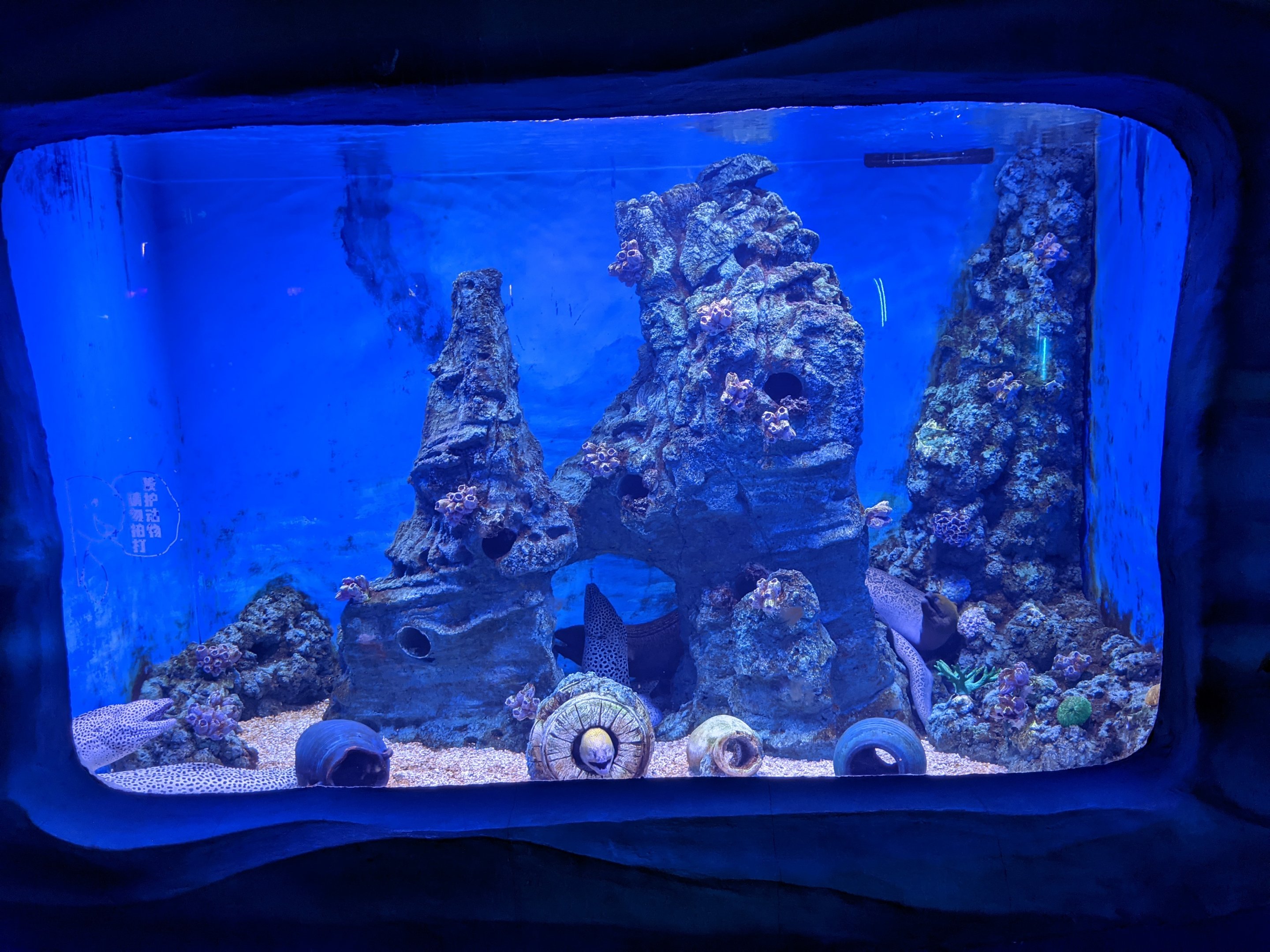 Moray tank - Ocean World (Guangzhou)