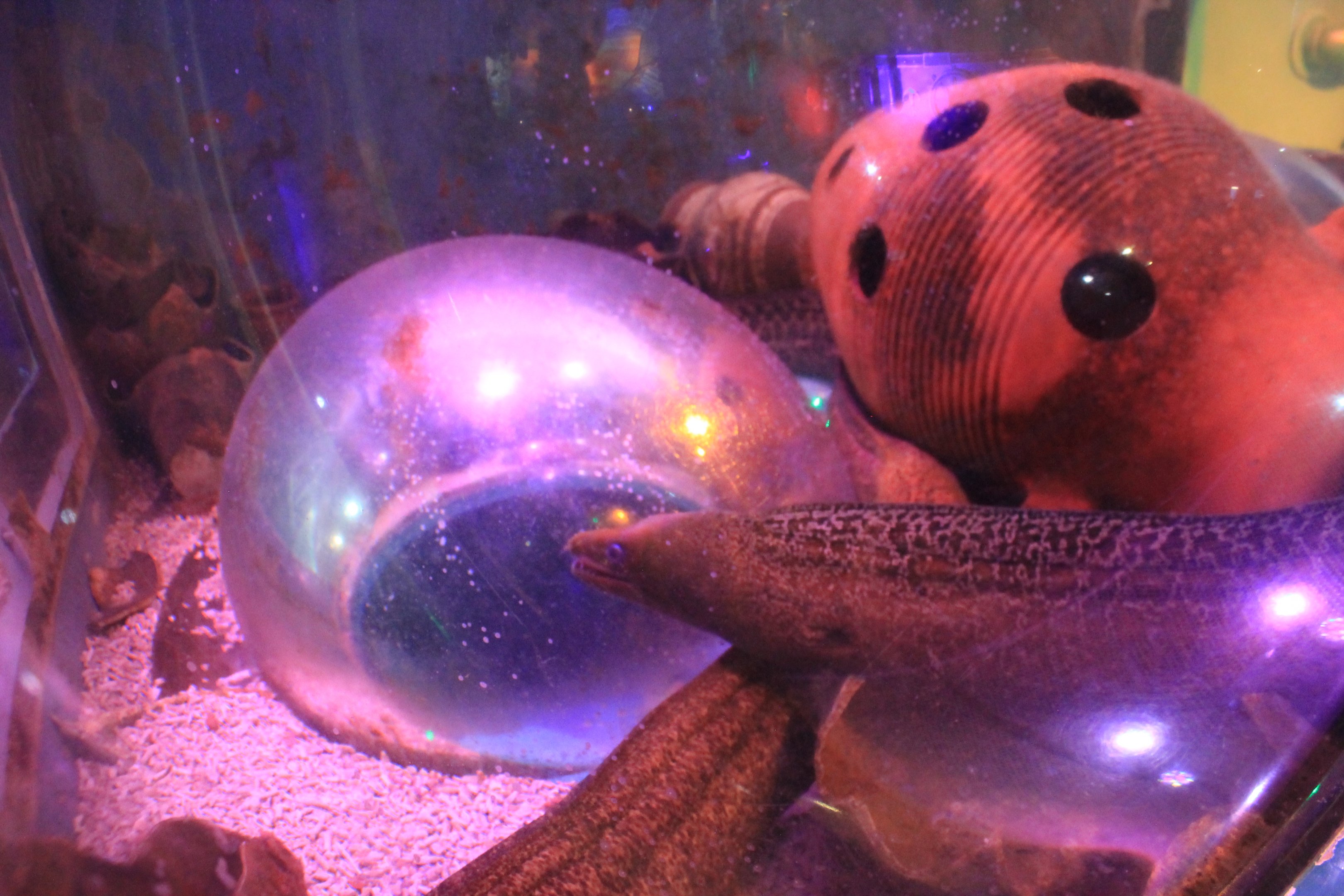 Morays, Fantasy Aquarium, Xi'an