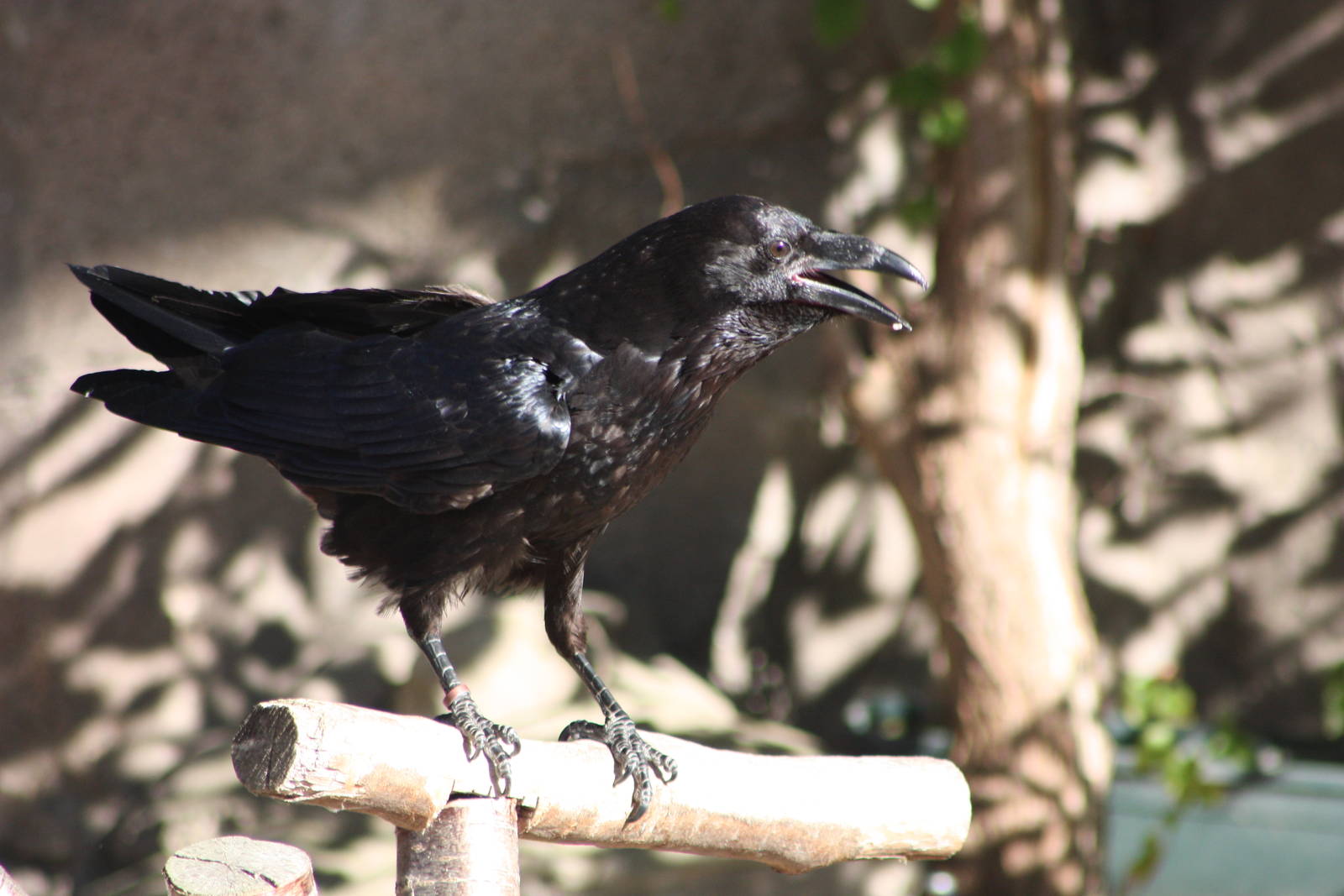 Mordred, 4th August 2014