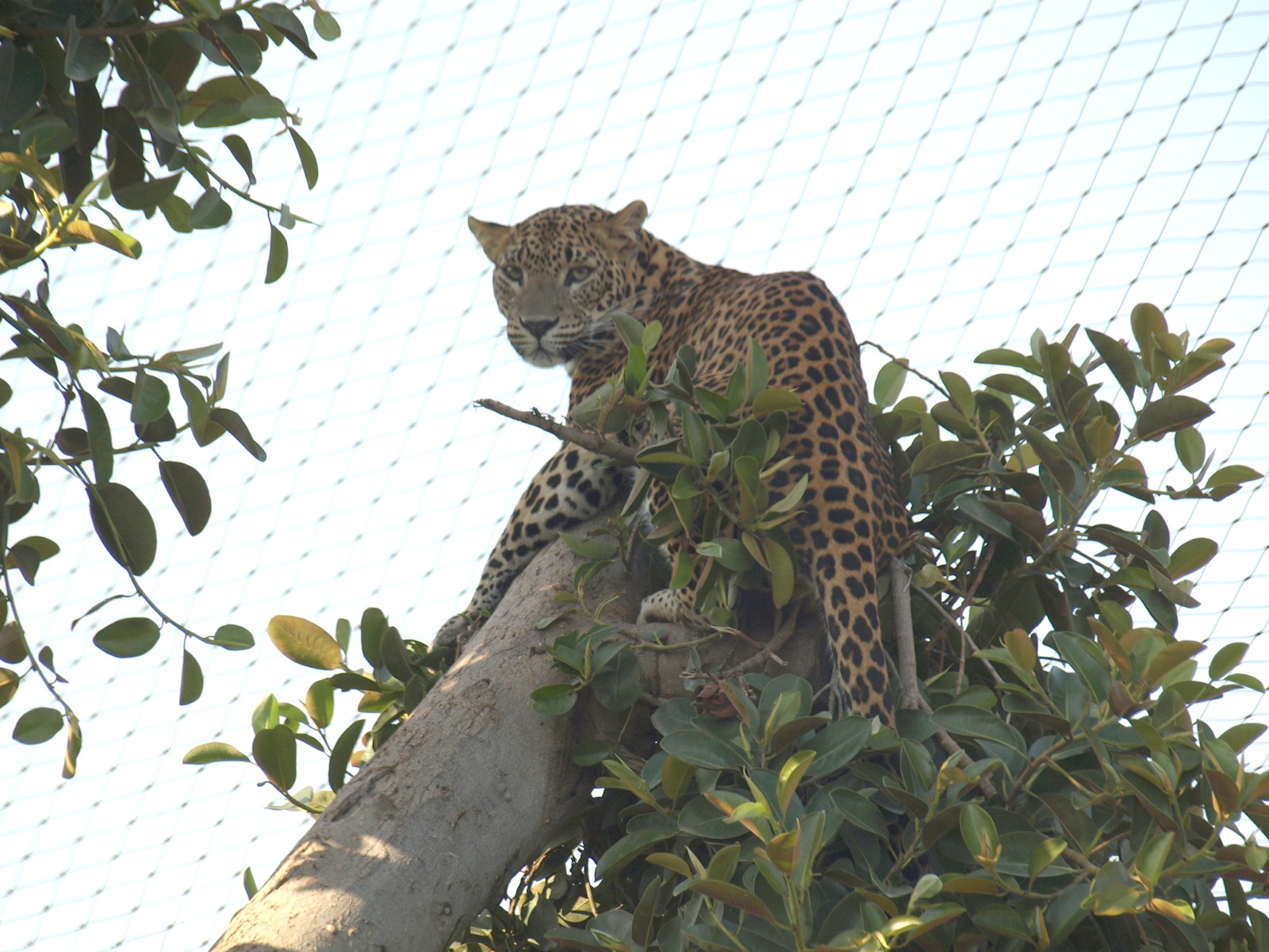 more animals from Bioparc, Valencia (Spain)