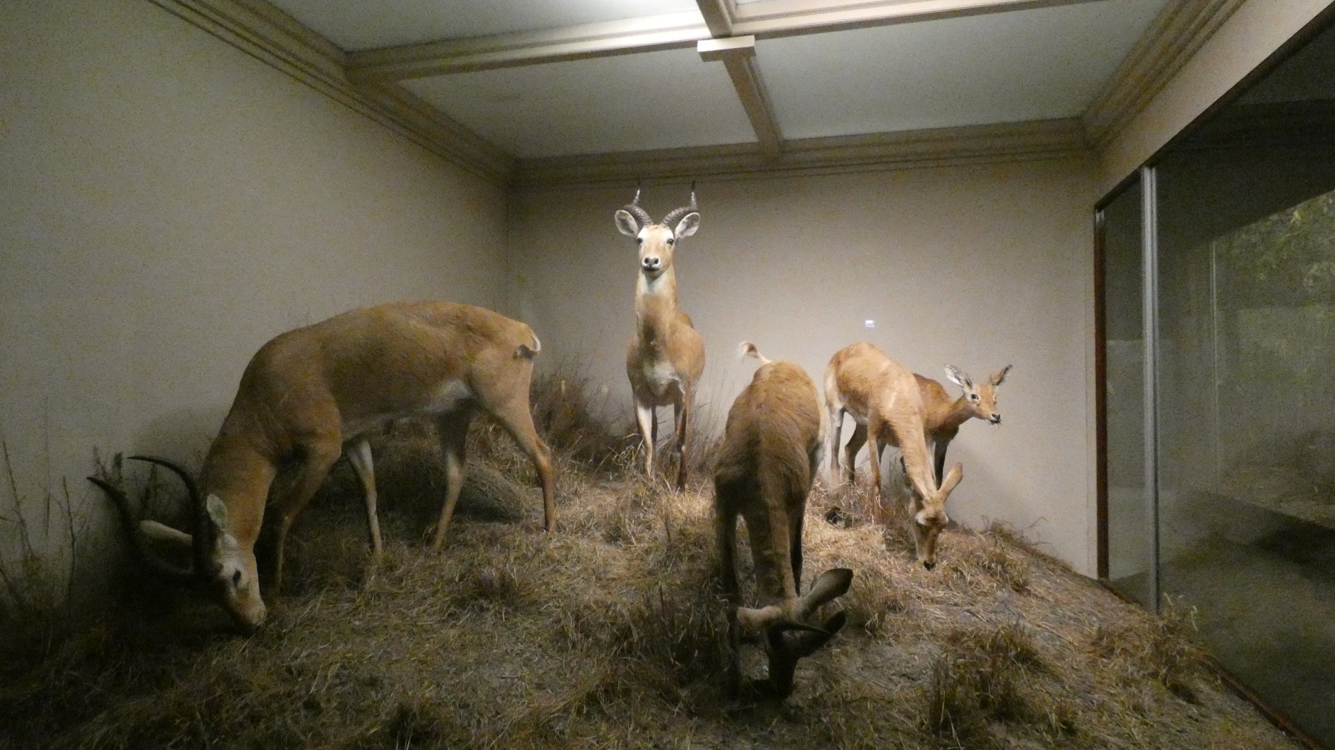 More Antelope, Mammals of Africa - Feb. 2022