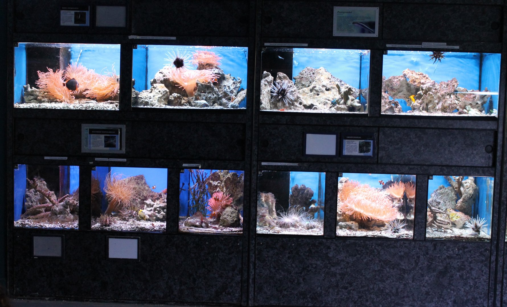 More aquariums at the Marine Lab