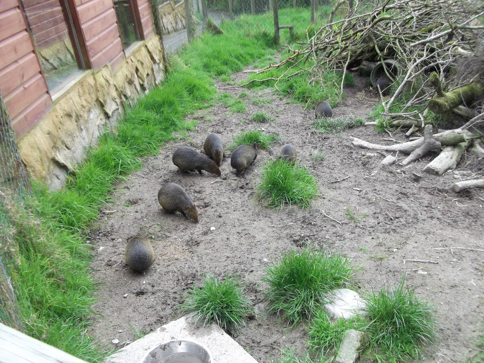 More Azara`s Agouti 12/4/2014