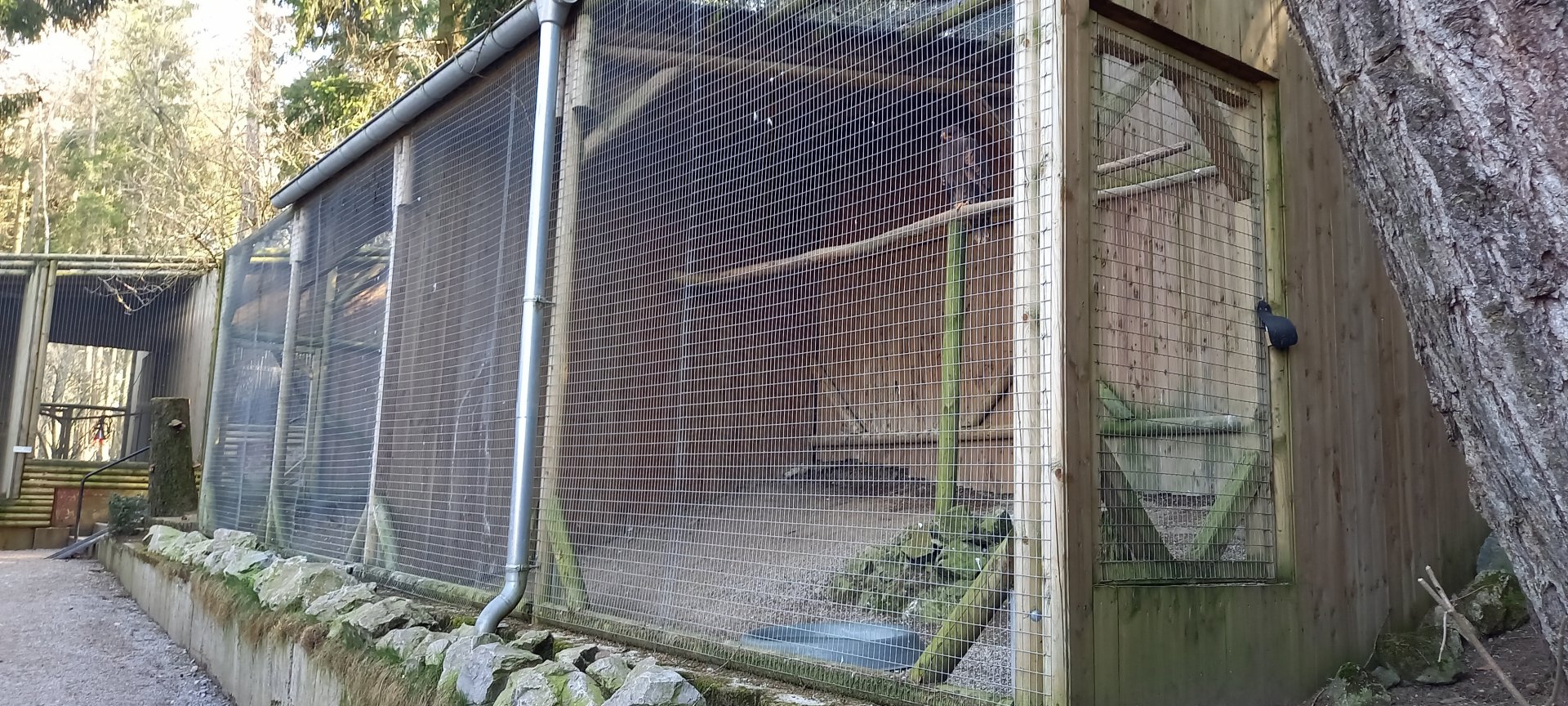 More Bird of prey-aviaries