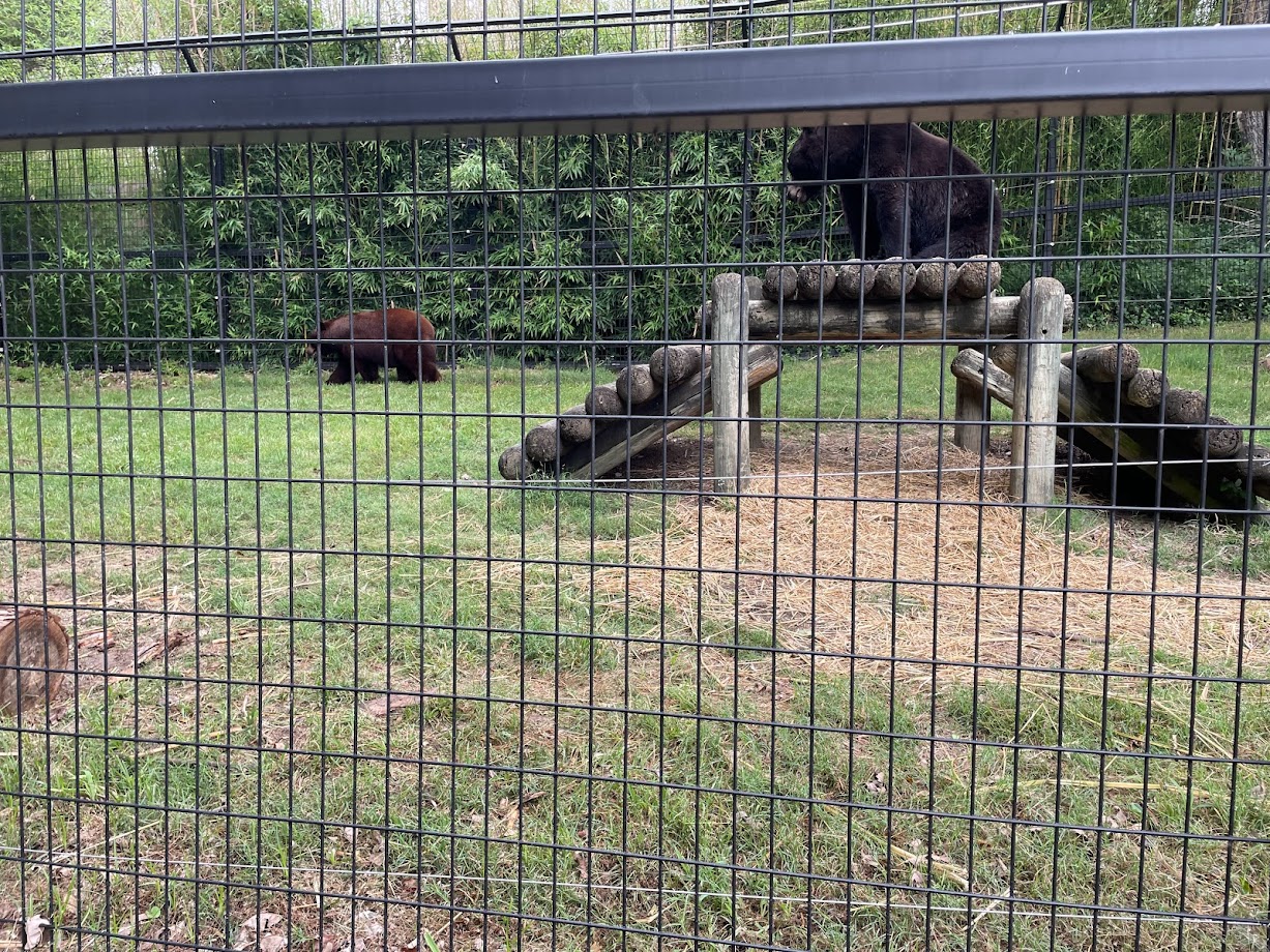 More Black Bears