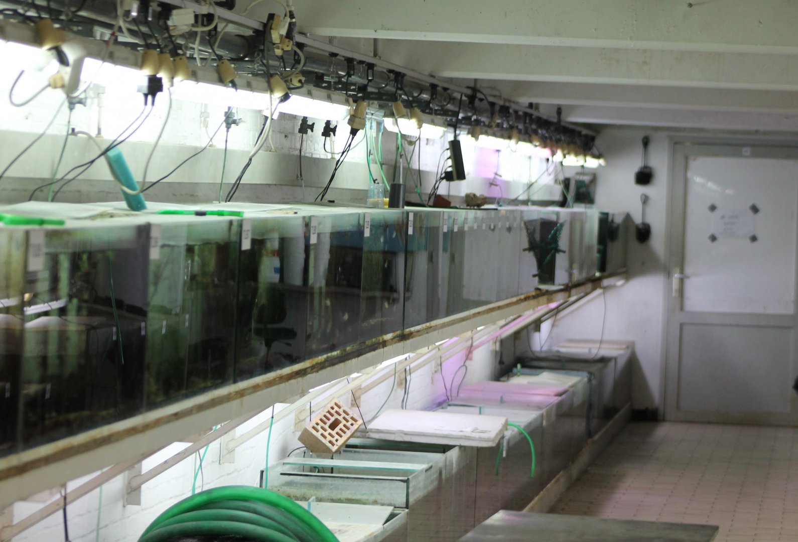 More breeding and raising aquariums