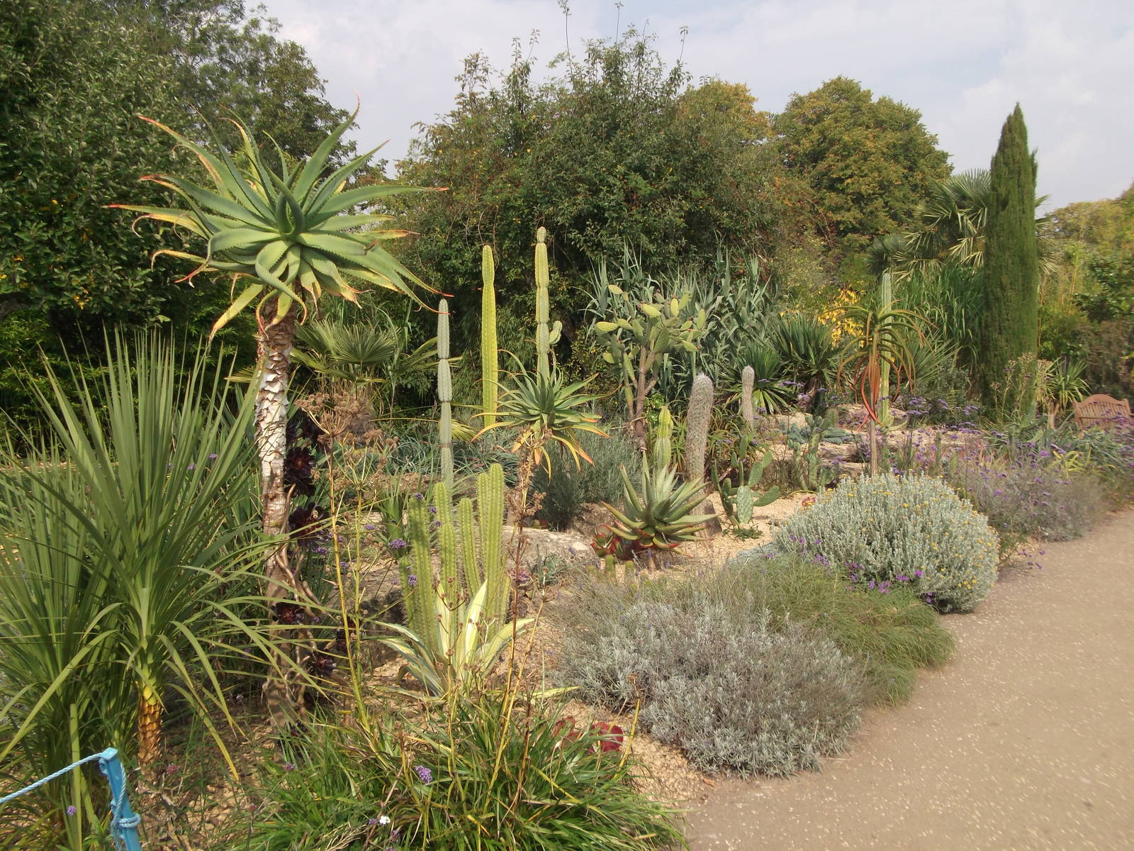 More cacti/succulents