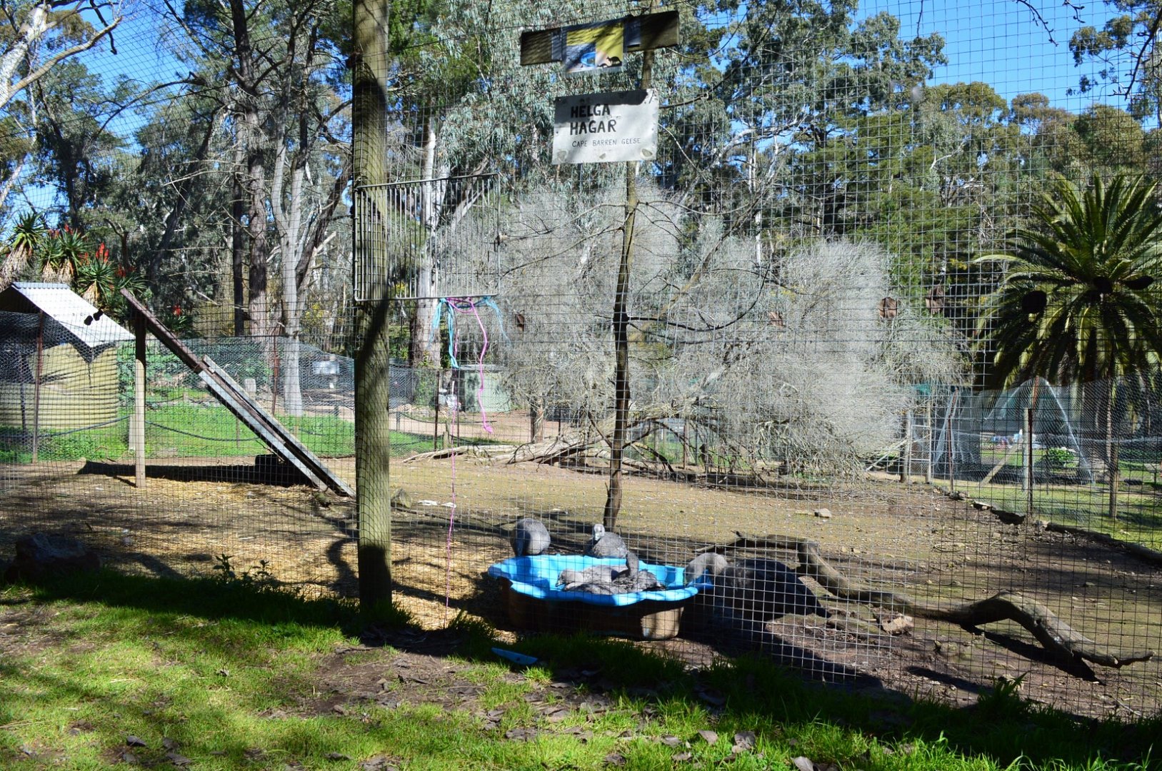More Cape Barren Geese - Humbug Scrub